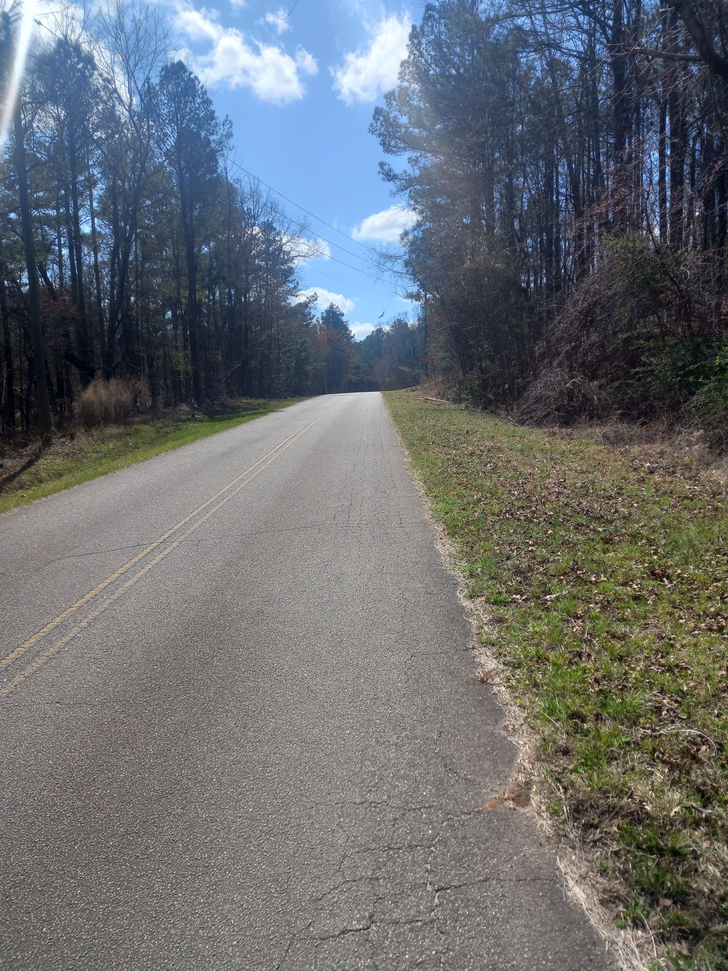 Paved road winding through a sunny forest under a blue sky. - Cochran Mill Park via Rico Tatum Road & Vernon Grove Road loop