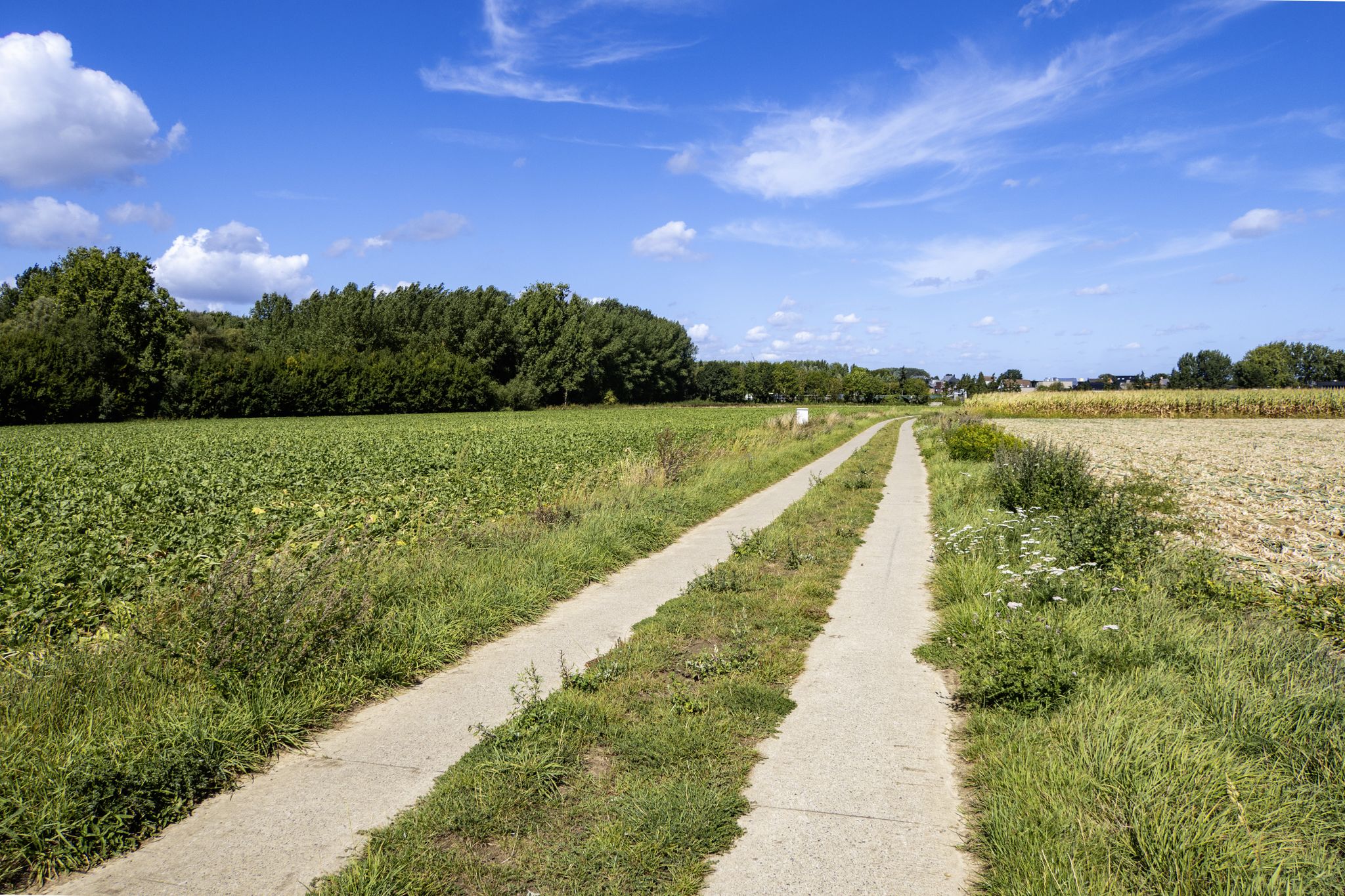 Over beton bij Bavegem