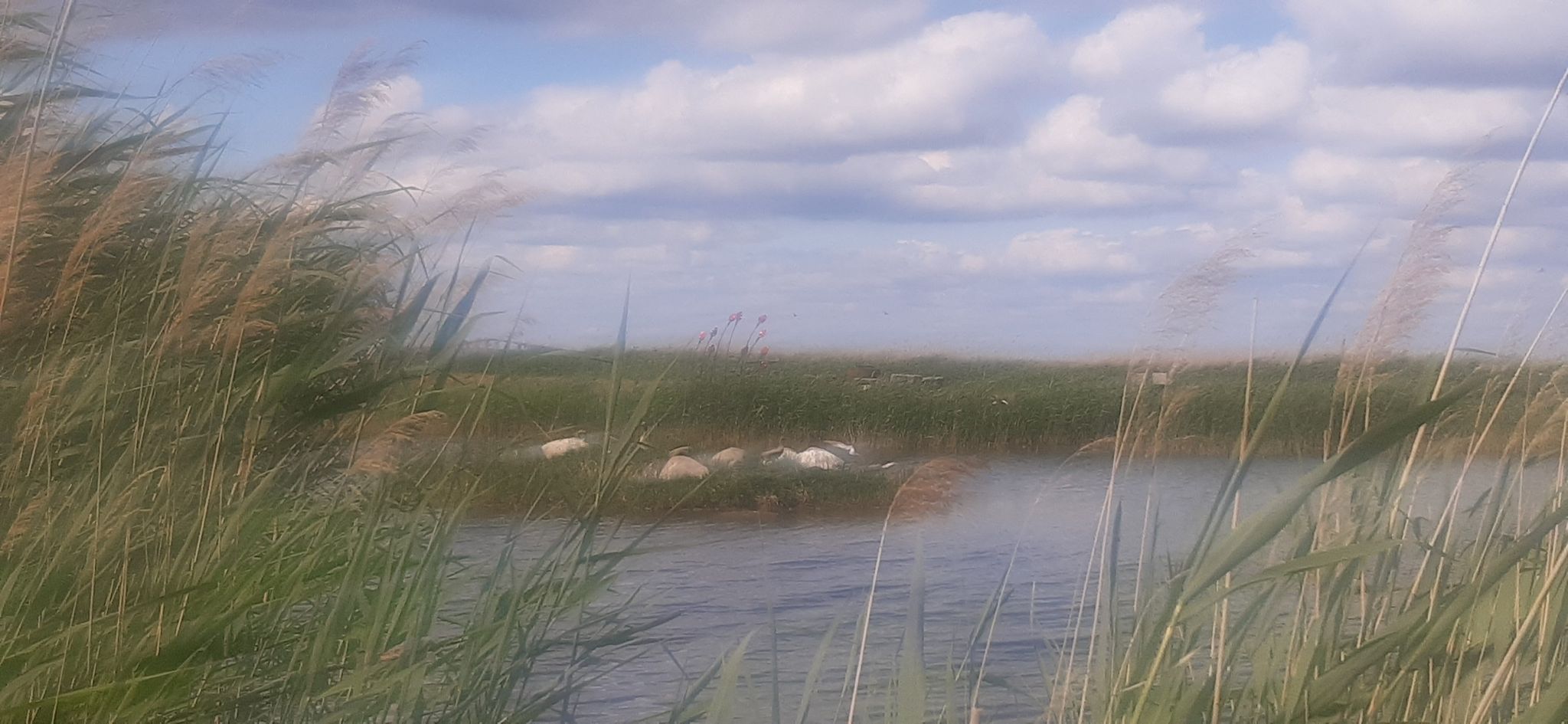 Glaskunst auf dem Weiher