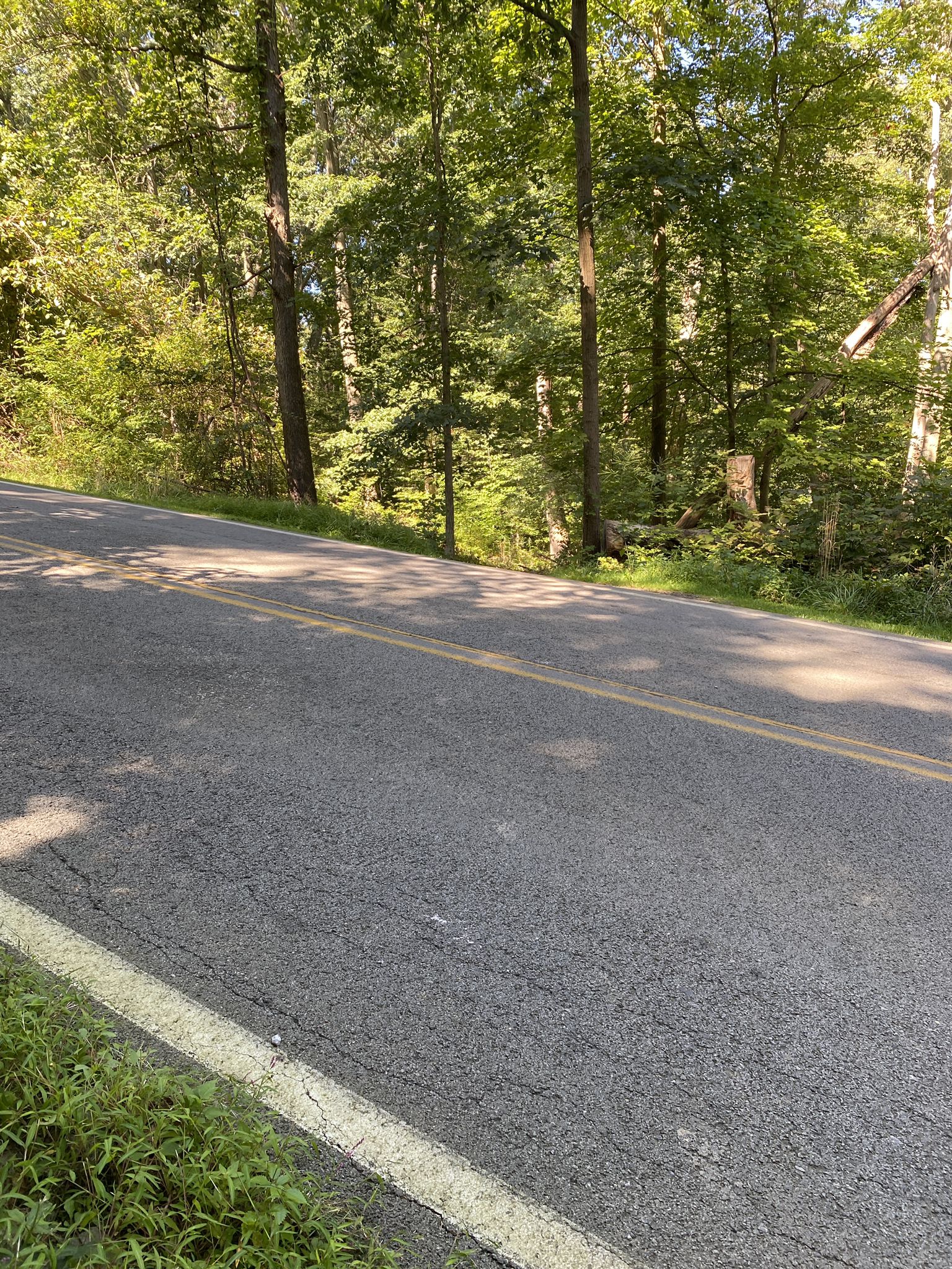 An asphalt road with yellow lines, bordered by green trees in sunlight. - South Park Turtle Pond – Duck Pond loop from South Park Township