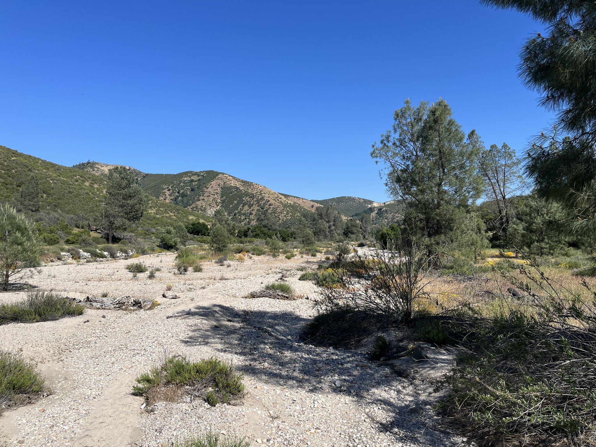 A wide, dry riverbed stretches towards distant green hills under a clear blue sky. - Bear Gulch Trail