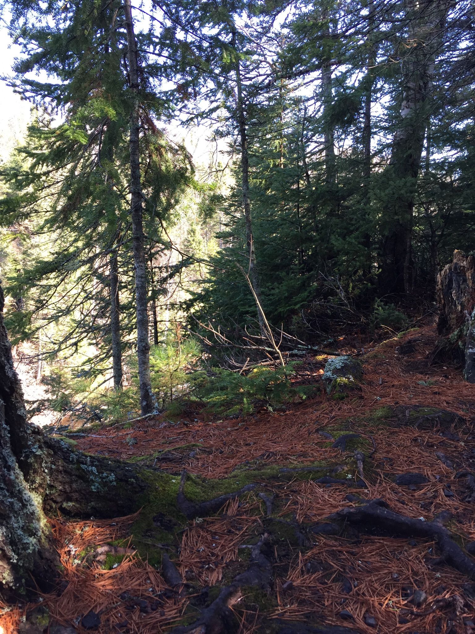 Forest floor covered in pine needles and roots, with sunlight filtering through trees. - Devil's Kettle
