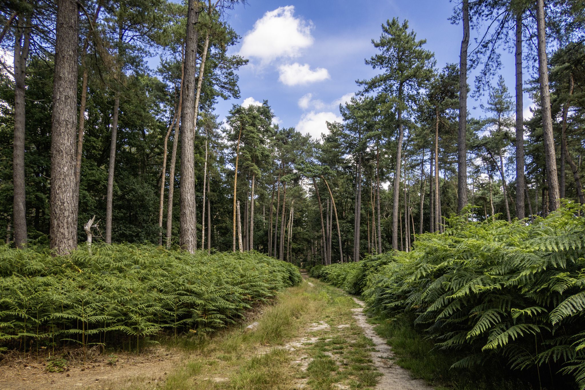 naar de Lembeekse Bossen