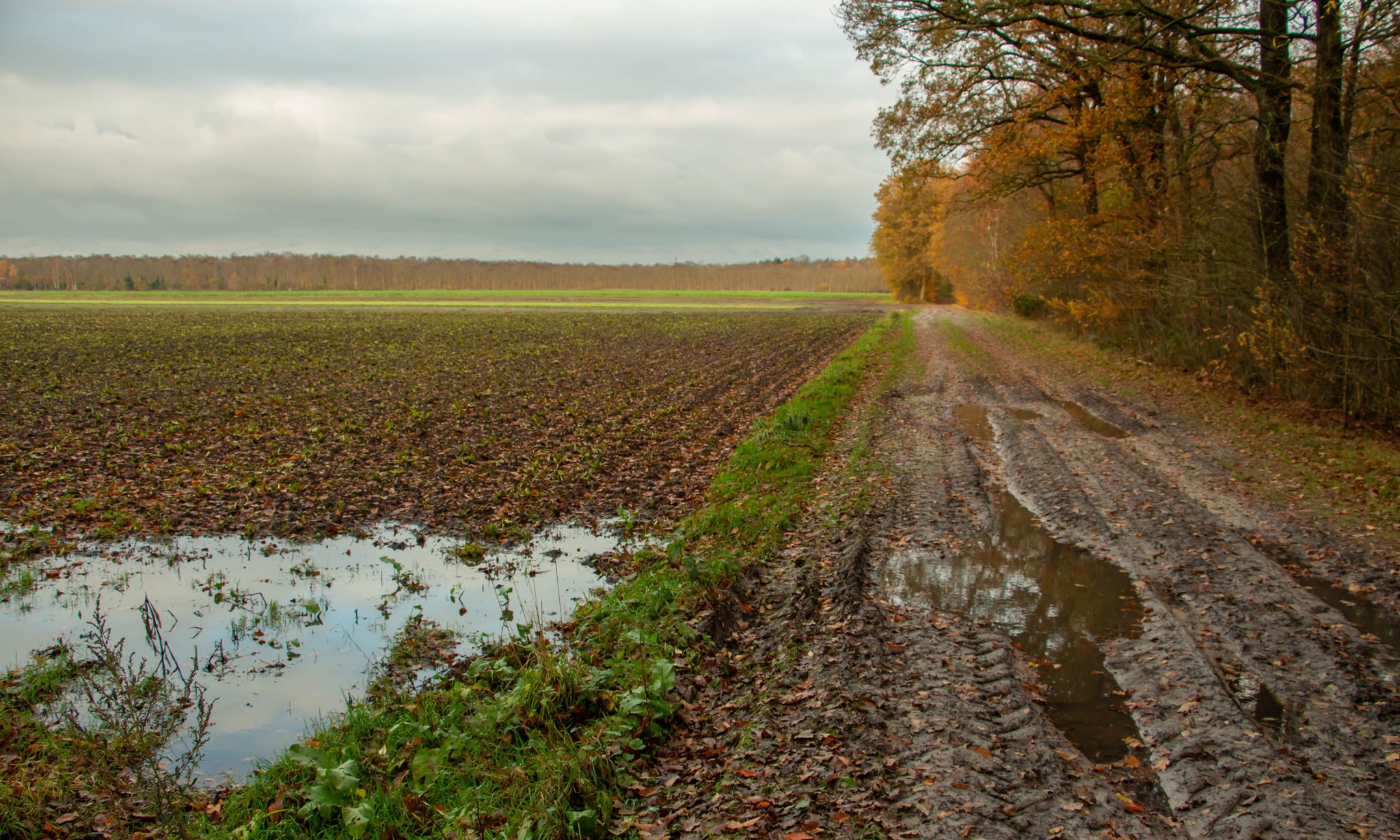 Duidelijk zichtbaar is dat het overal behoorlijk drassig is