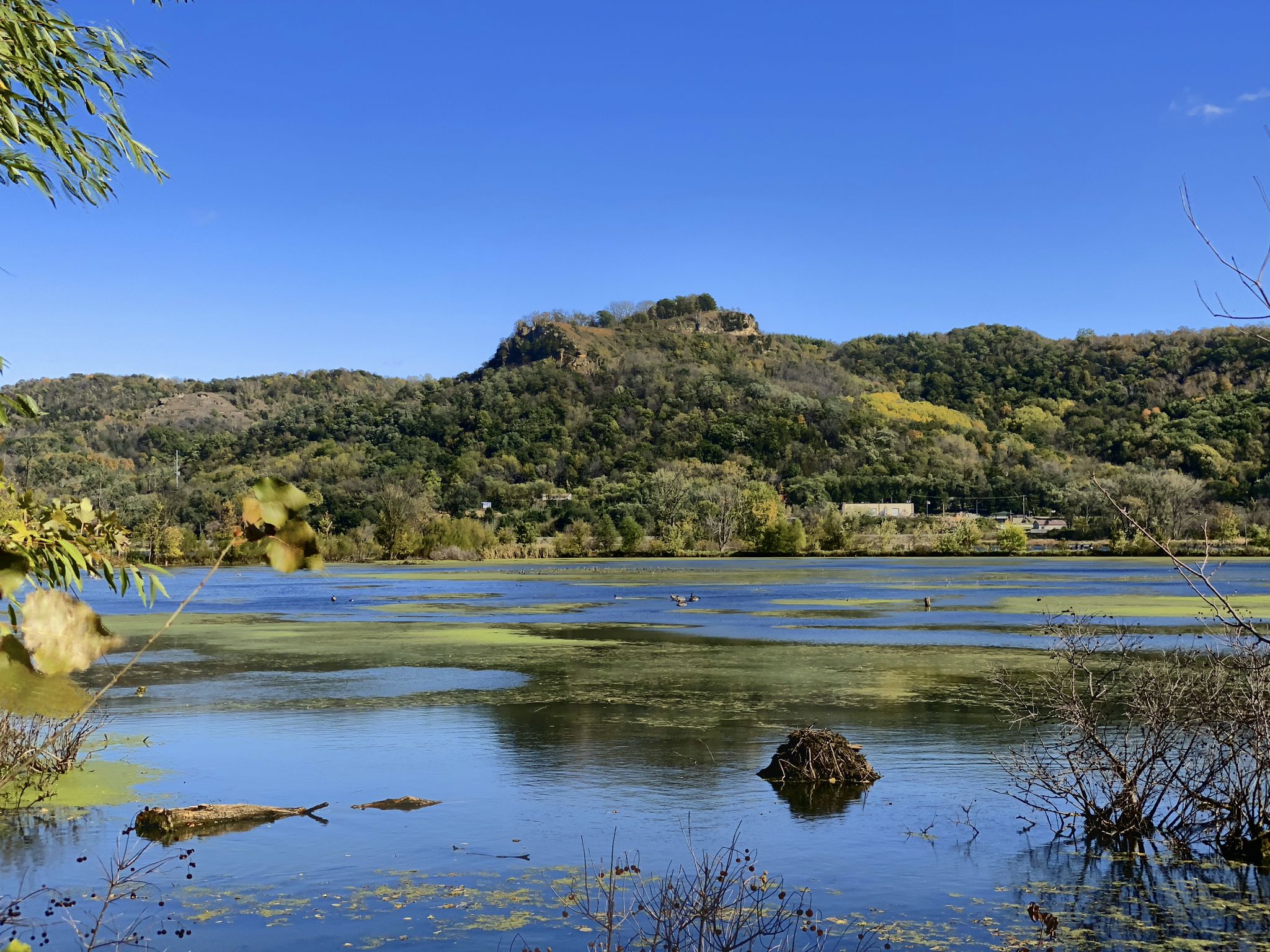 Sunny view of a calm lake with green algae and distant forested hills. - La Crosse Marsh loop from La Crosse