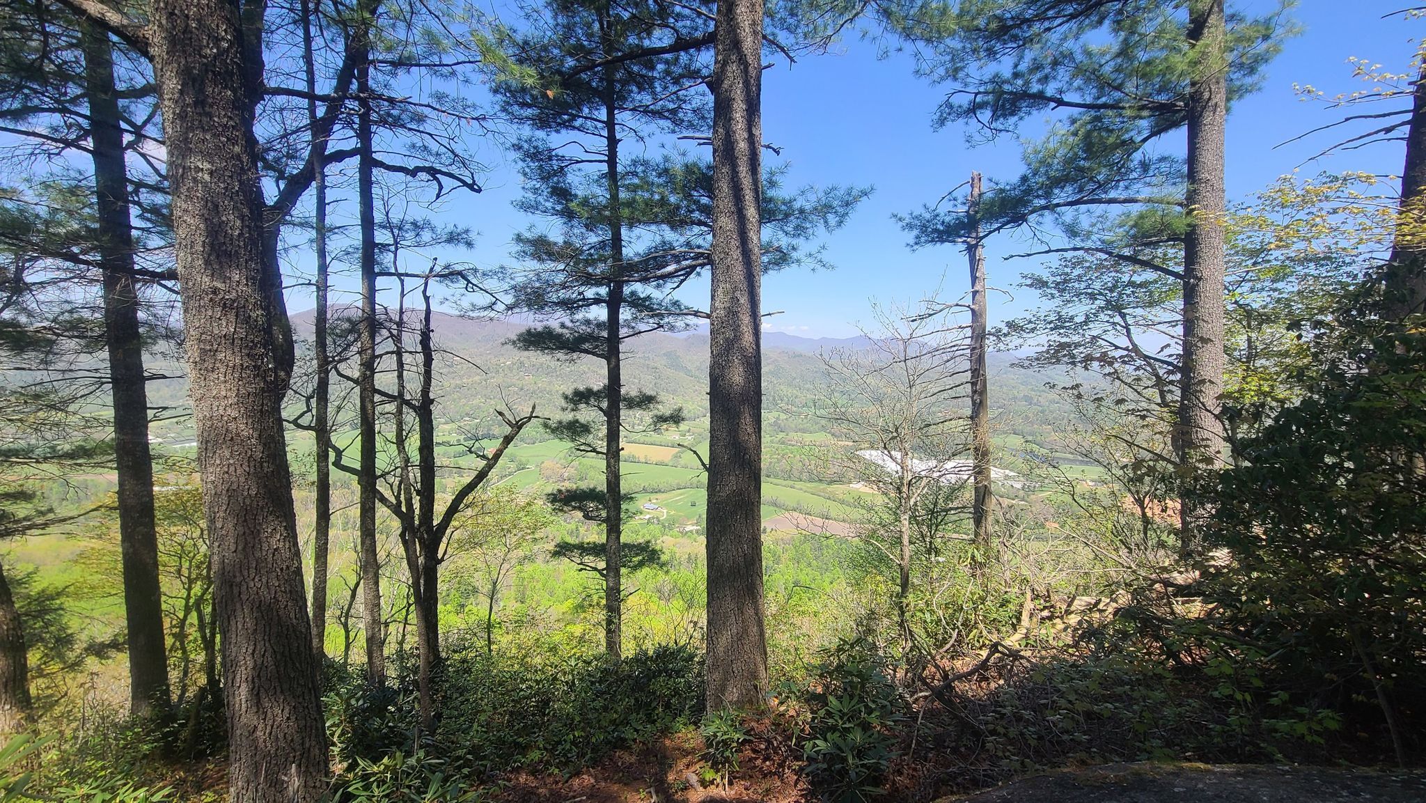 Sunlit forest with tall trees overlooking a green valley and distant mountains. - Edmonds Trail (West Fork)