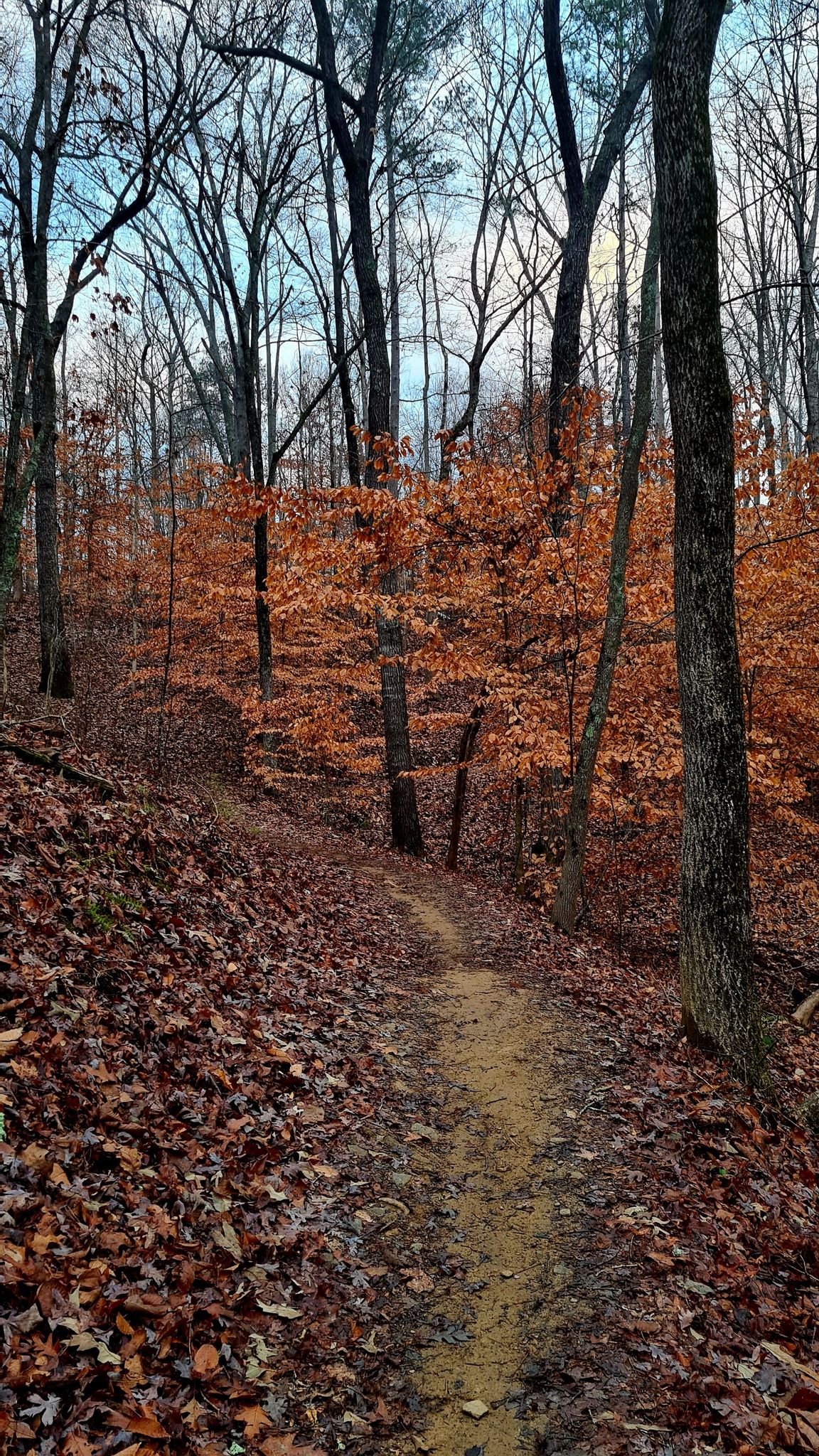 Uphill dirt path through a forest with bare trees and orange foliage. - Cochran Shoals Trail