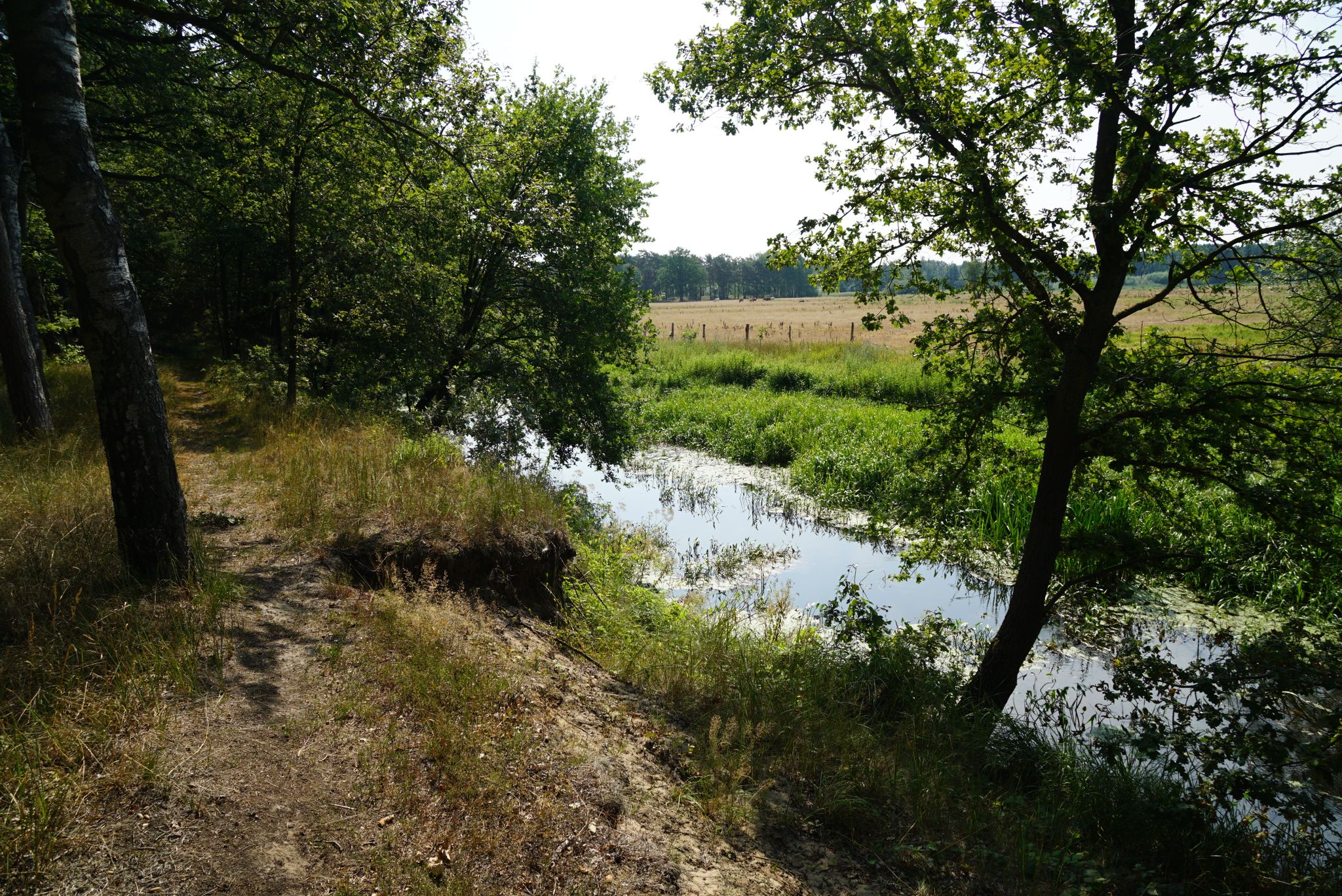 folgen der Aller