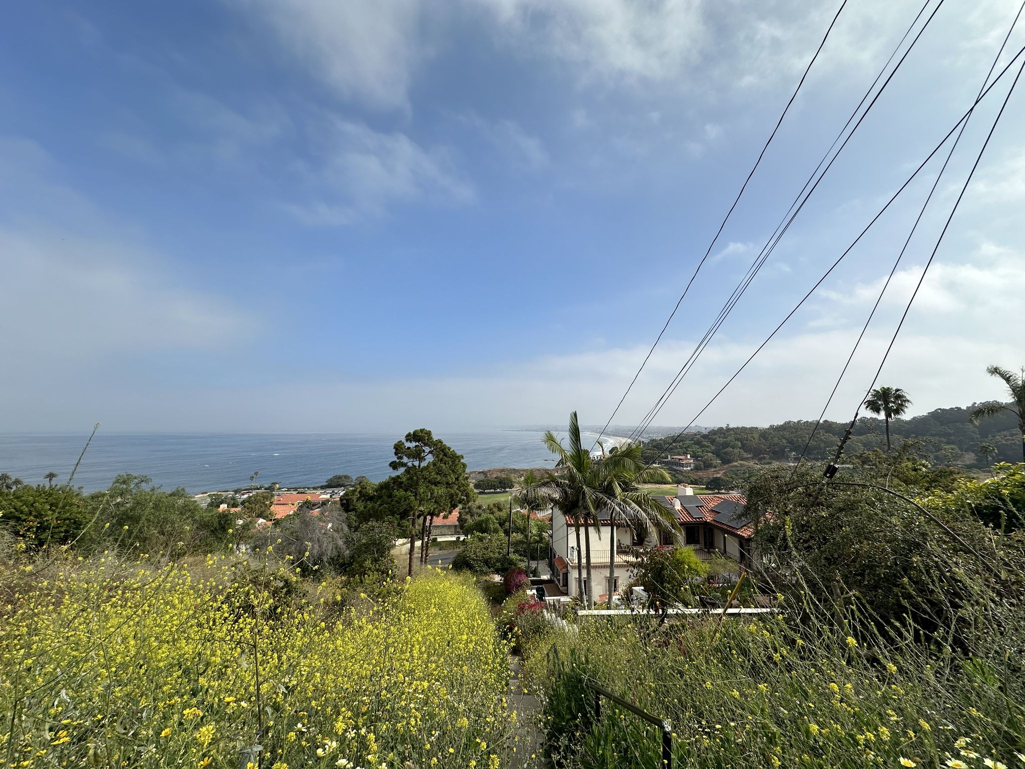 Overlook of ocean and houses through wildflowers, with power lines overhead. - Redondo & Torrance County Beach loop from Palos Verdes Estates