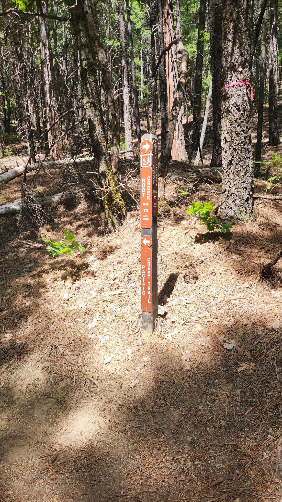 Wooden trail marker post on a forest floor with dappled sunlight. - Root Creek Trail