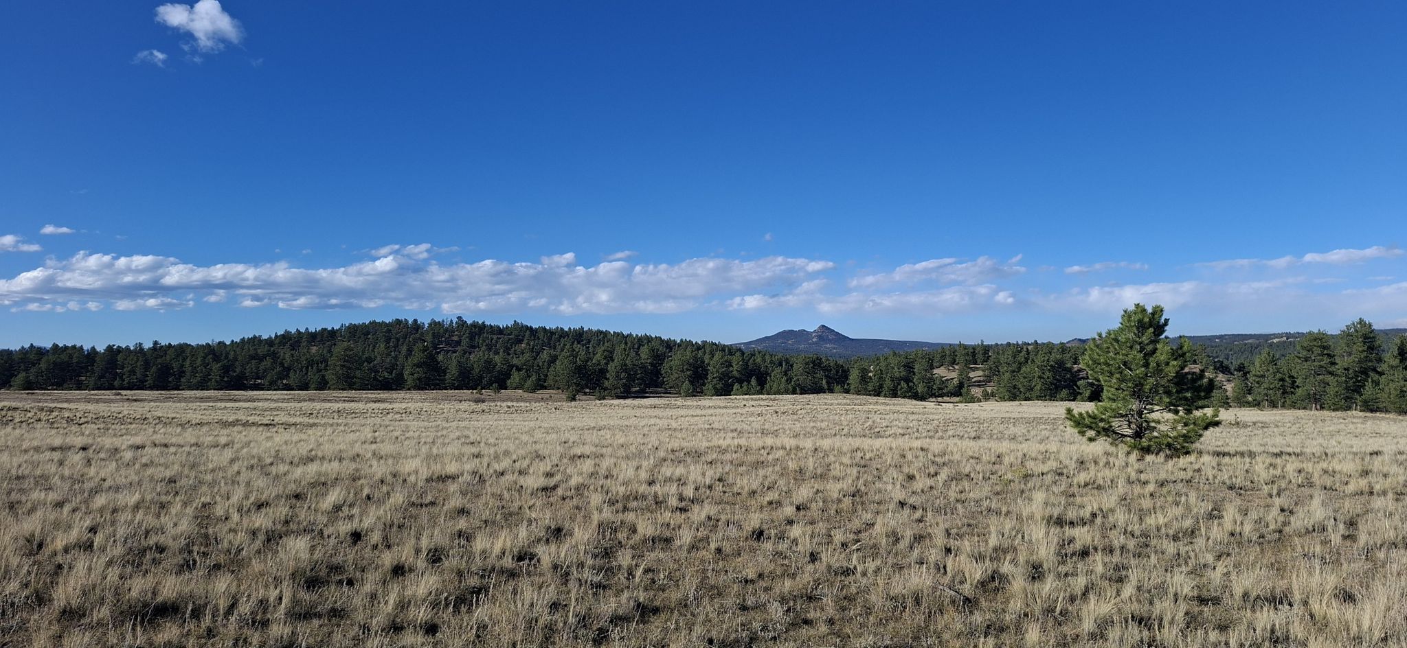 A vast, sunny, golden grassy field stretches towards a distant tree-covered hill. - Boulder Creek Trail Loop