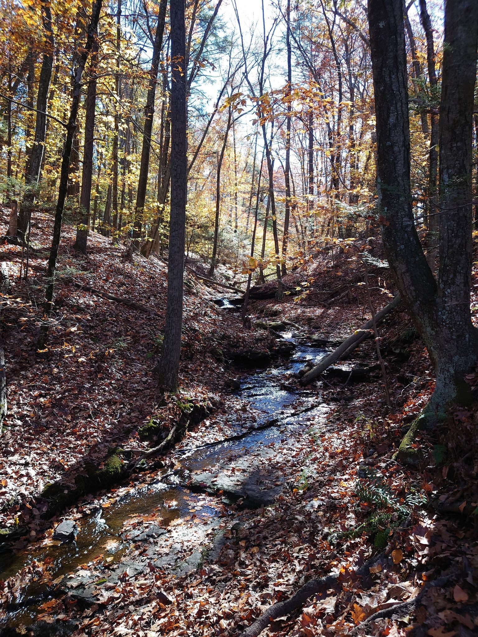 Sunlit forest stream with autumn leaves covering the ground and trees. - Main Trail