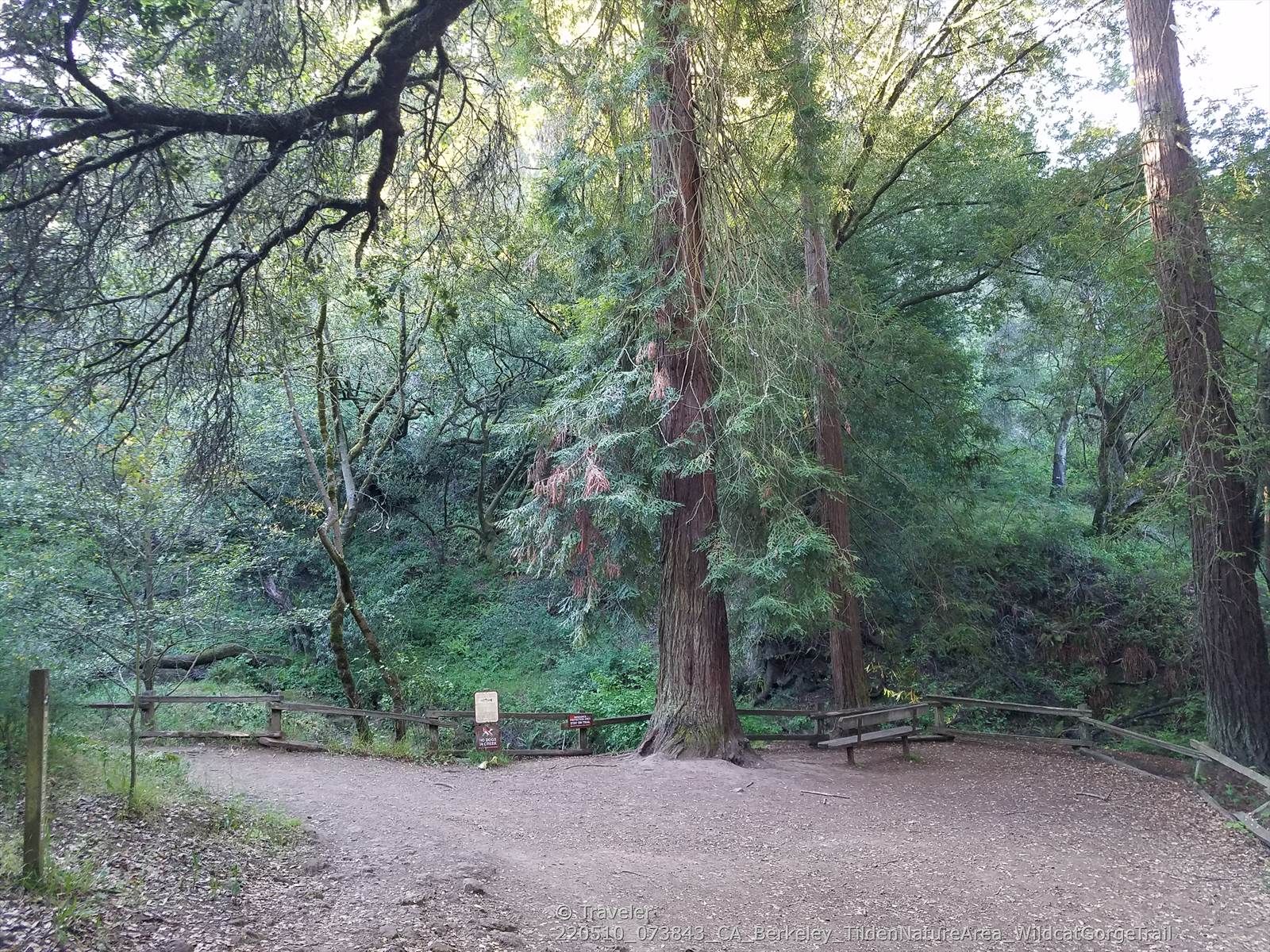 Forest clearing with tall trees, a dirt path, and a wooden bench. - Meadows Canyon, Lower Big Springs, and Quarry Loop