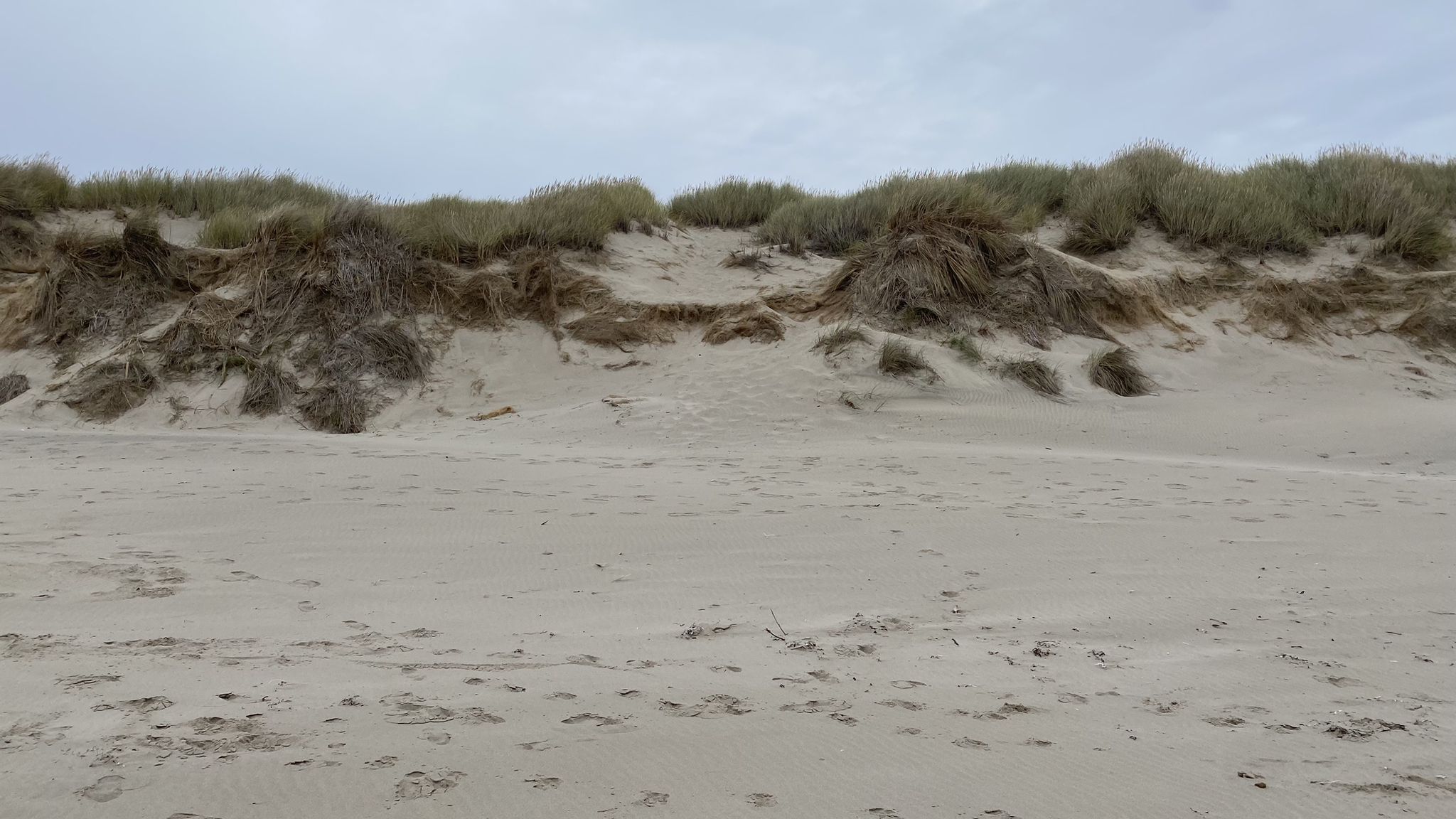 Sandy beach with grassy dunes under an overcast sky. - Sunset and Nehalem Beach Walk