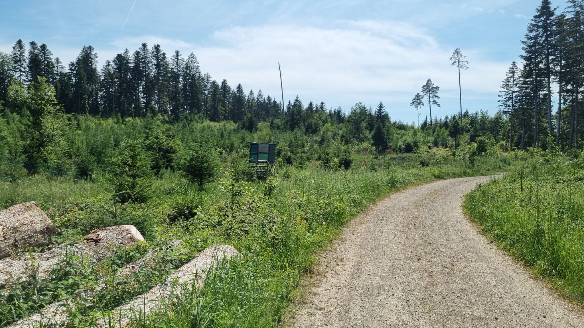 gelichteter Wald