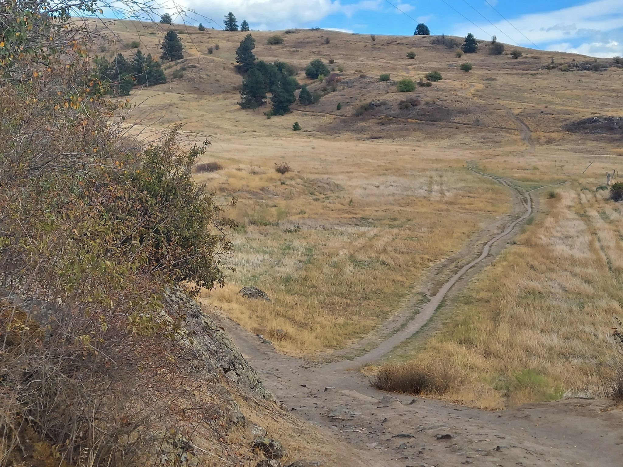 Two dirt paths converging on a dry, grassy hillside with scattered trees under a bright sky. - Carlson Hill Loop