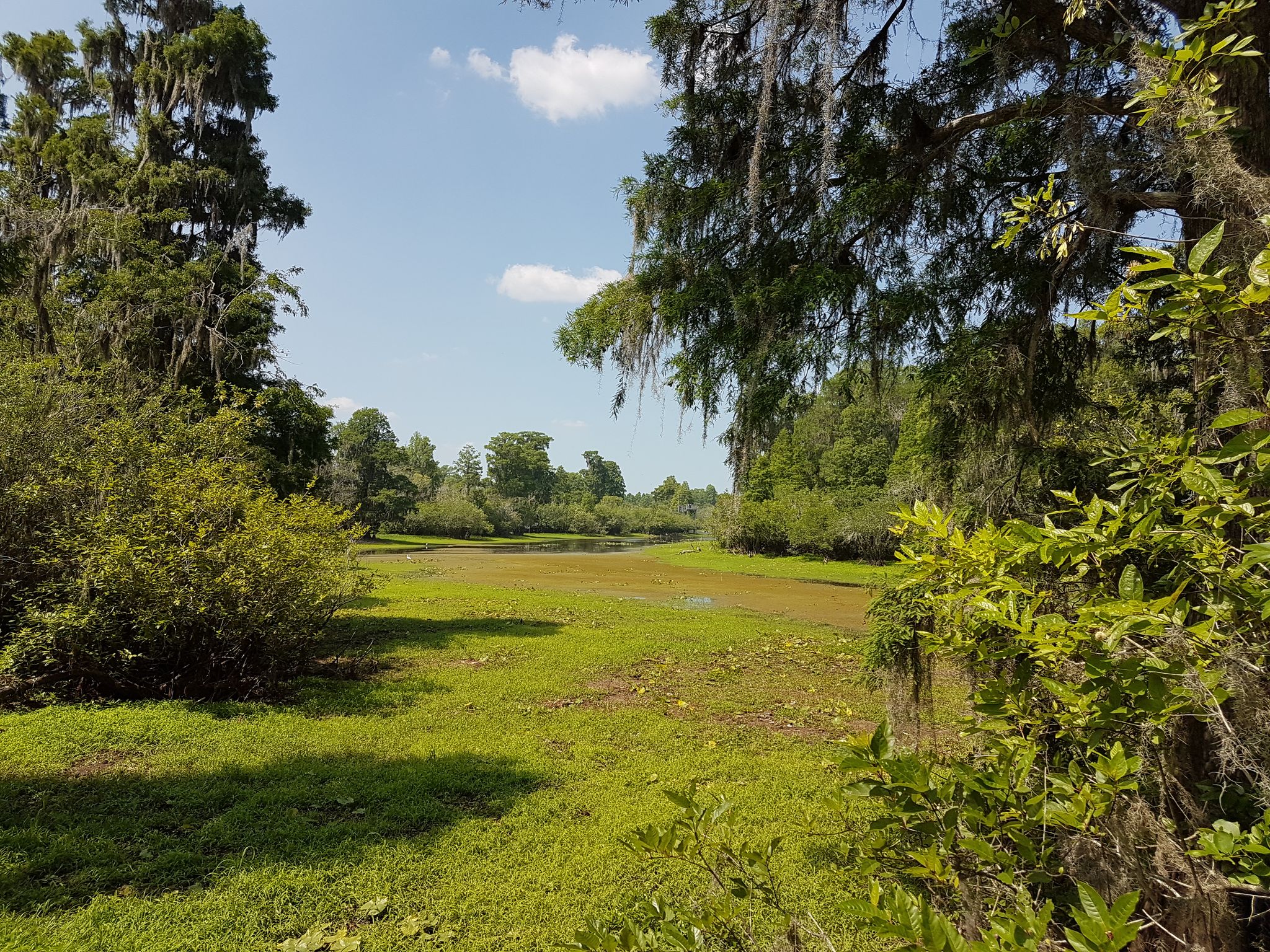 Sunny green field leading to distant water, framed by moss-draped trees. - Lettuce Lake Park Boardwalk