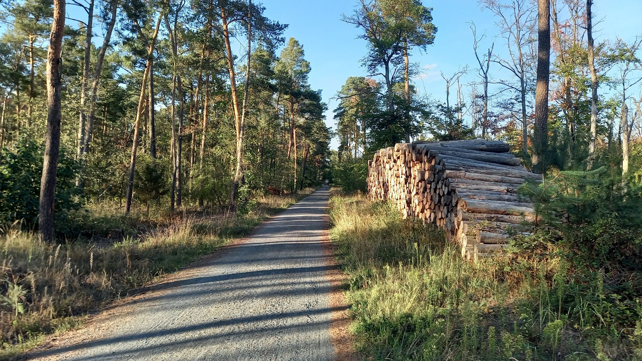 Durch den Wald von Pfungstadt nach Griesheim