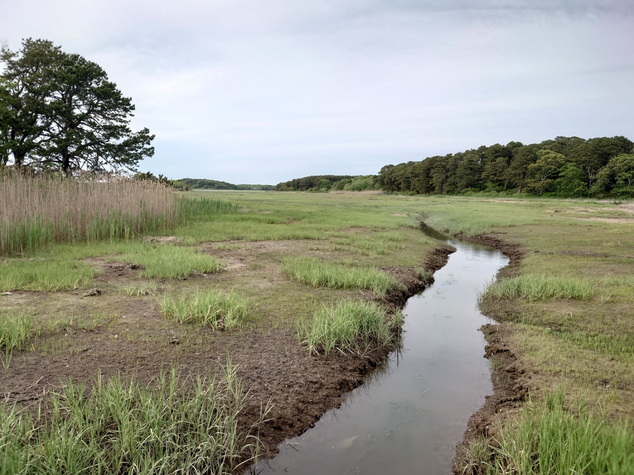 Narrow stream winds through a green marsh under an overcast sky. - Goose Pond Trail
