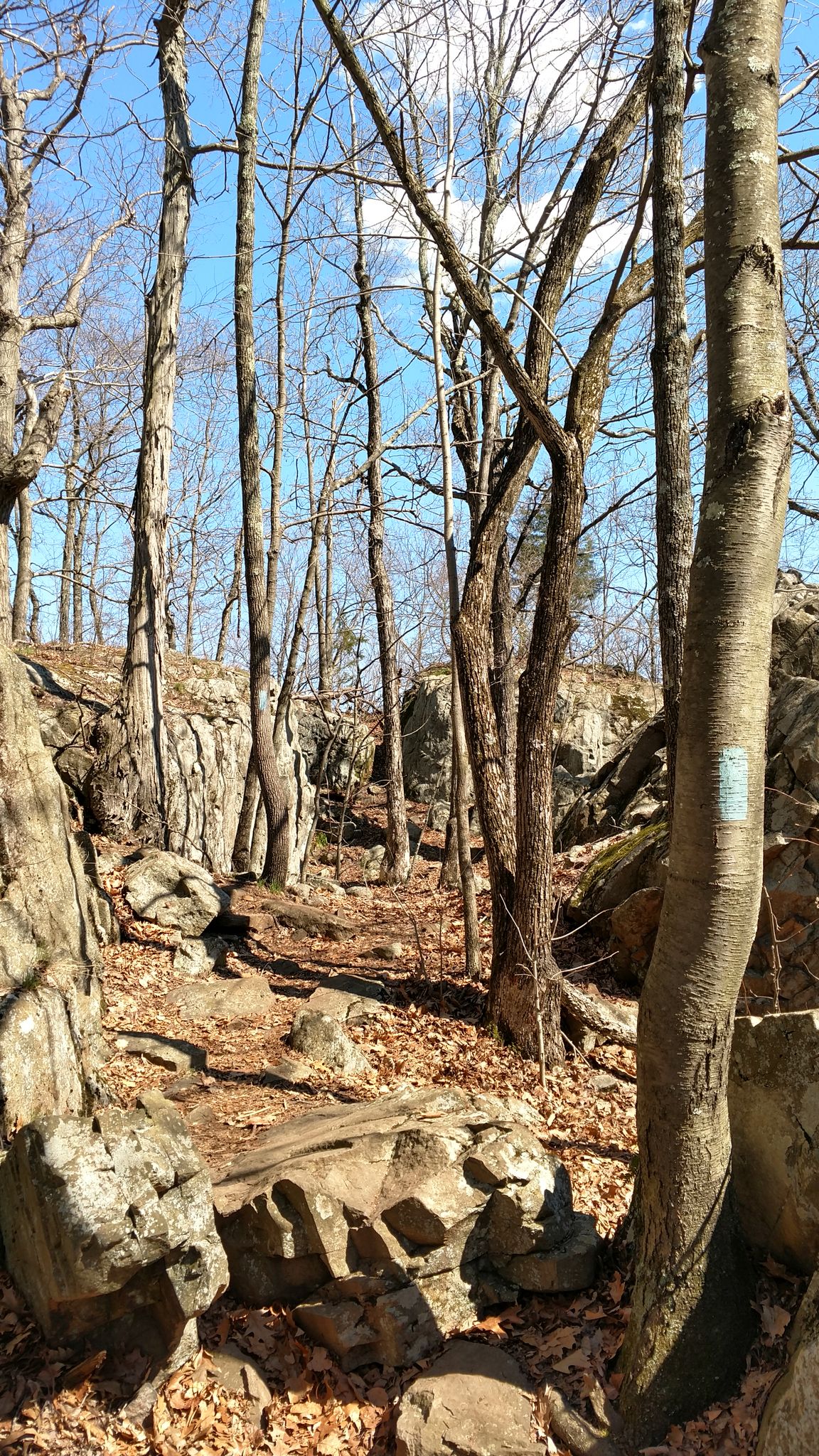 Sunlit forest path with bare trees, large rocks, and a blue trail blaze. - Rattlesnake Mountain via Metacomet Trail