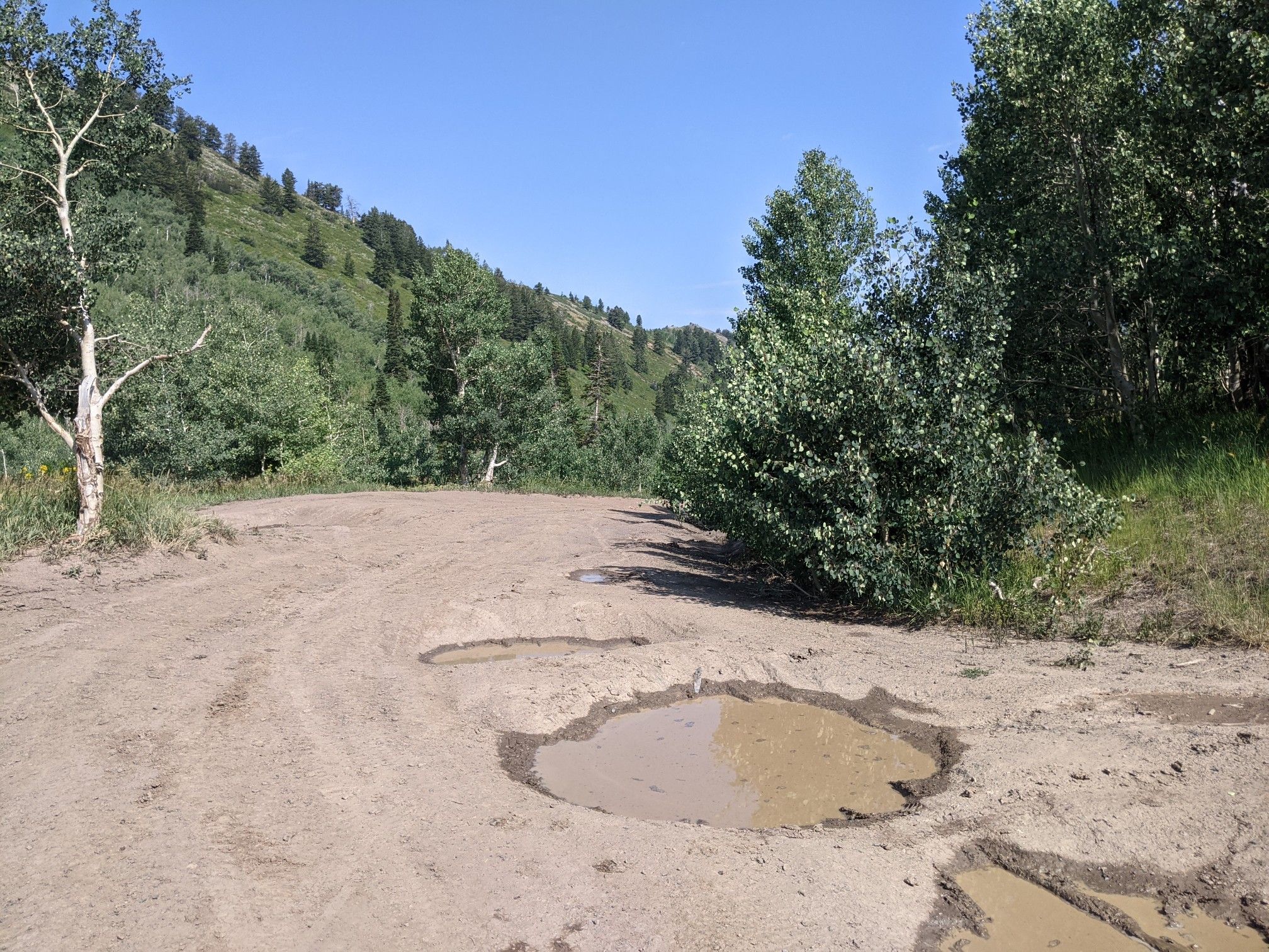 Muddy dirt road with puddles, leading into a forested hillside on a sunny day. - Provo Peak Trail