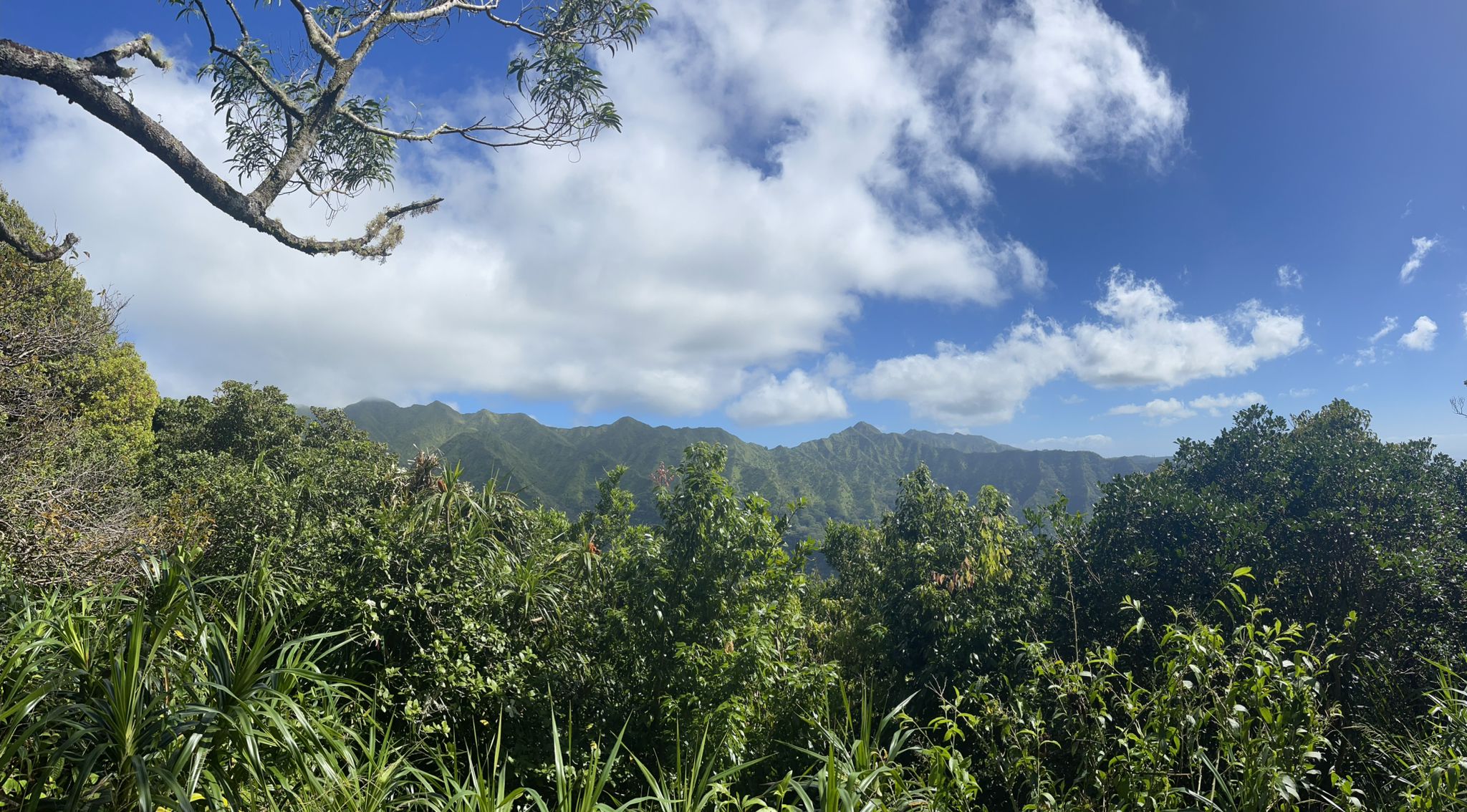 Lush green mountains under a bright blue sky with white clouds. - Kalāwahine Trail to Manoa Cliff Trail loop