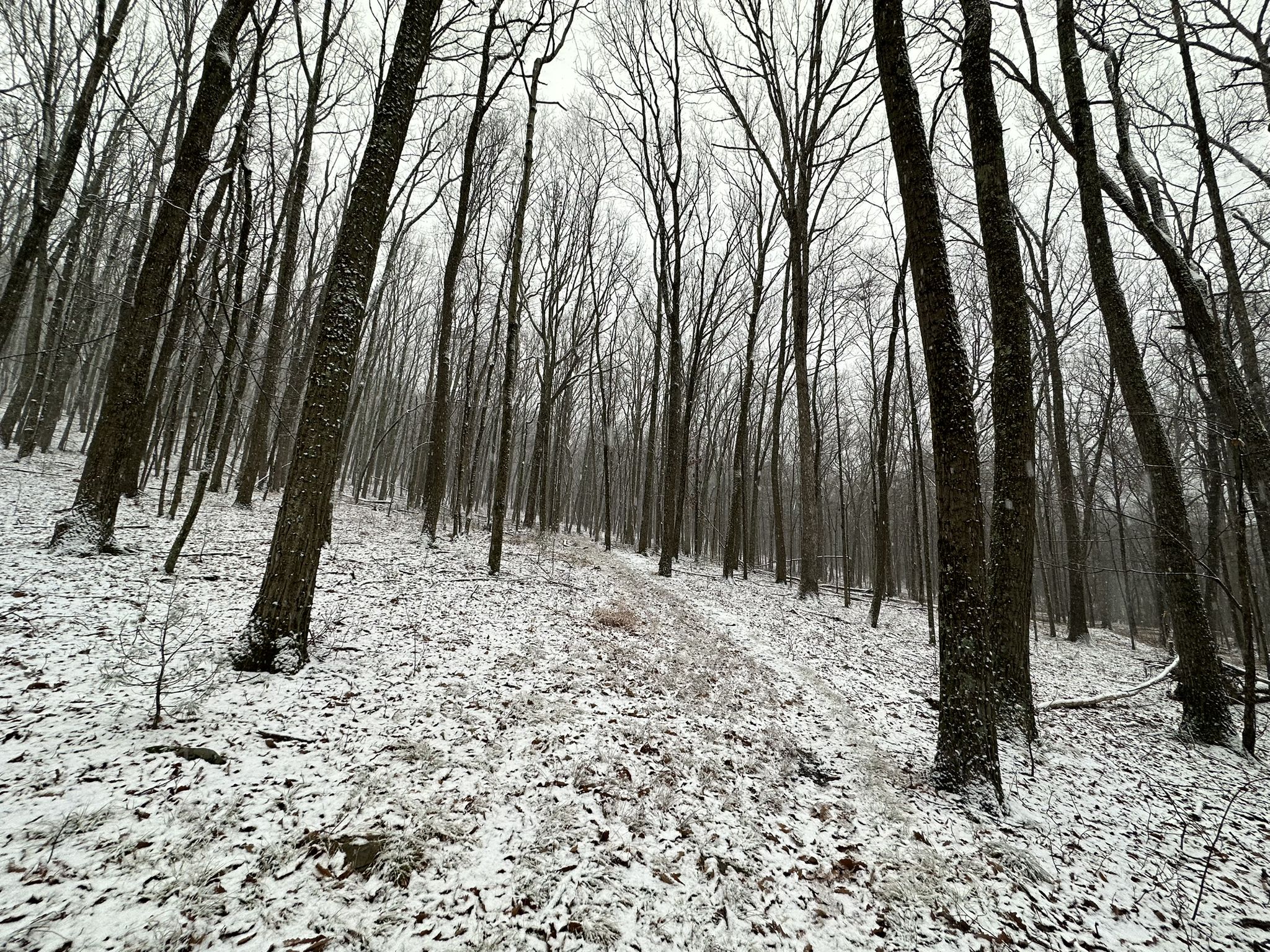 Dense bare winter forest with light snow covering the ground. - Bluebird Trail