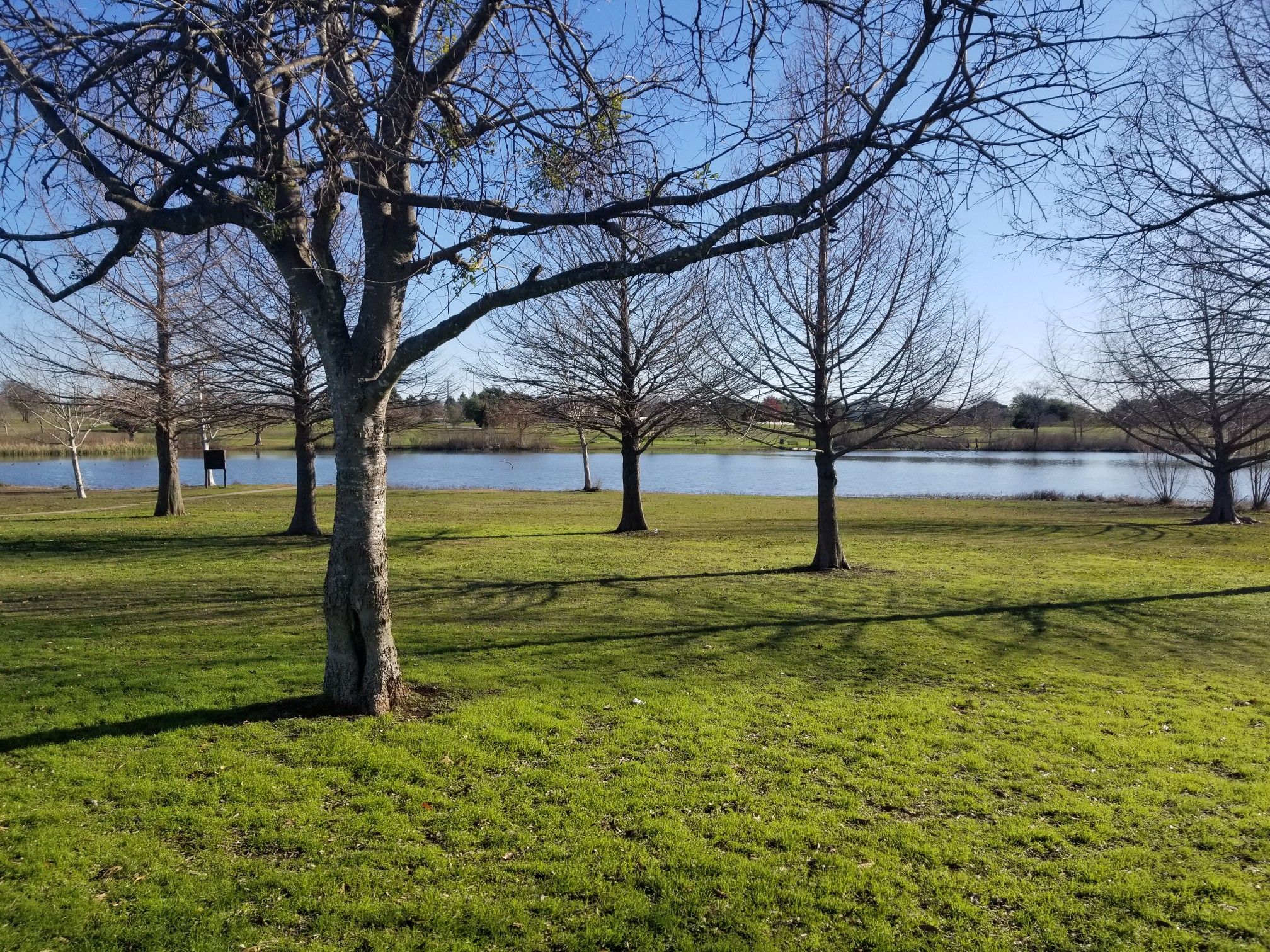 Bare trees frame a sunny green field next to a calm body of water. - Old Settlers Park Trail
