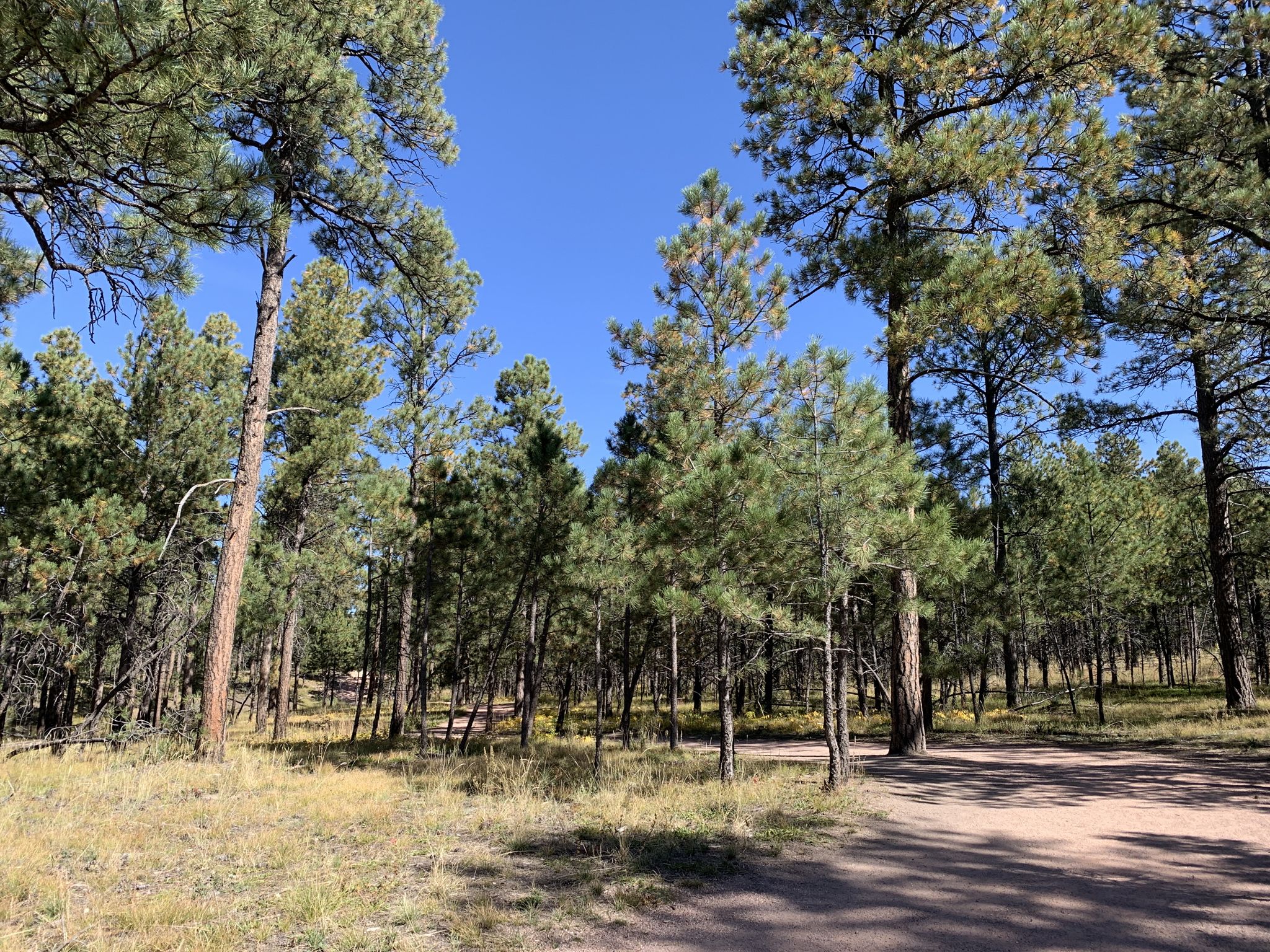 Dirt path winding through a sunny pine forest under a clear blue sky. - Black Forest Section 16 Loop Trail