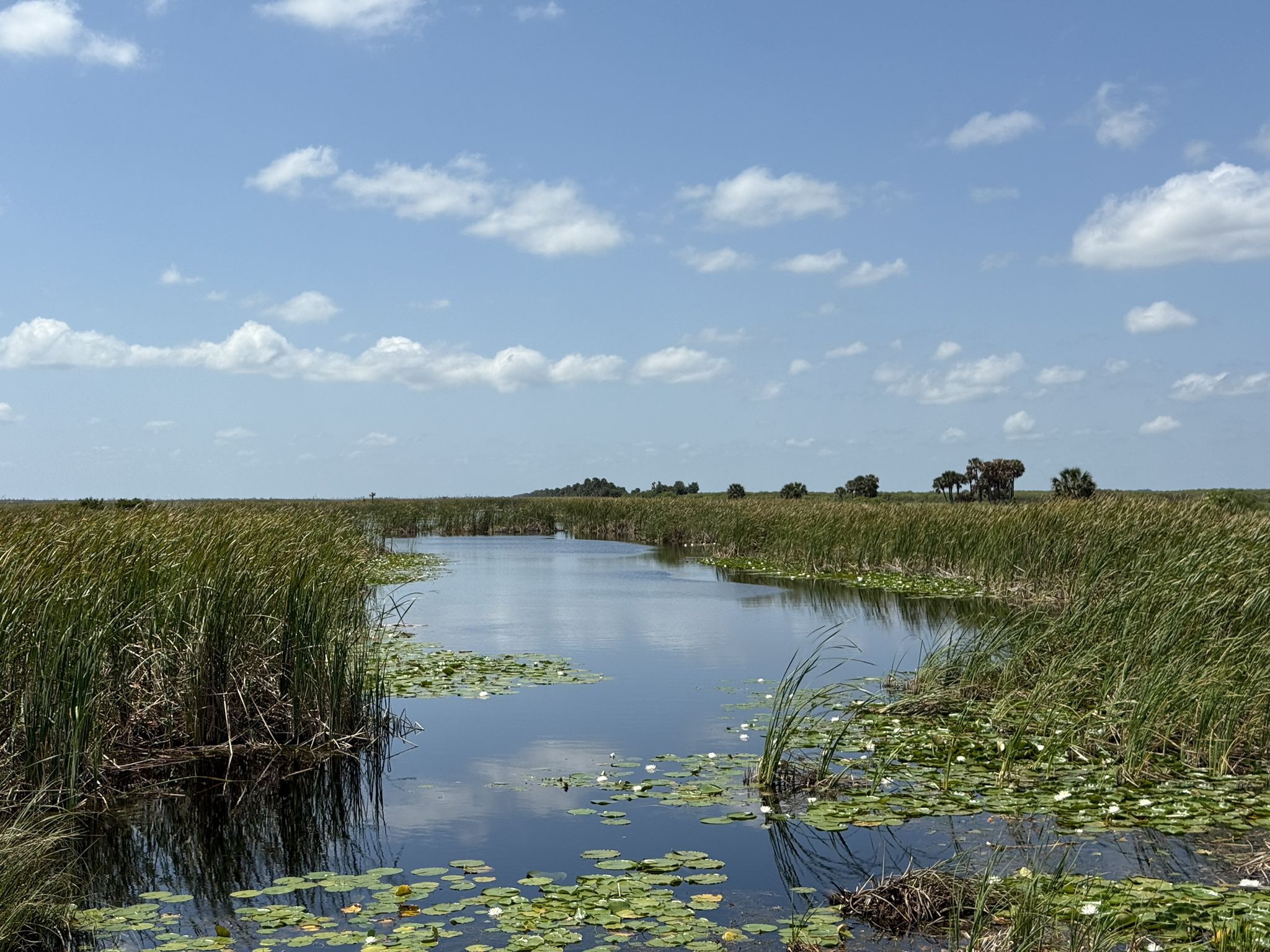 A winding waterway through tall green marsh grass under a bright sky. - Three Forks Conservation Area Loop