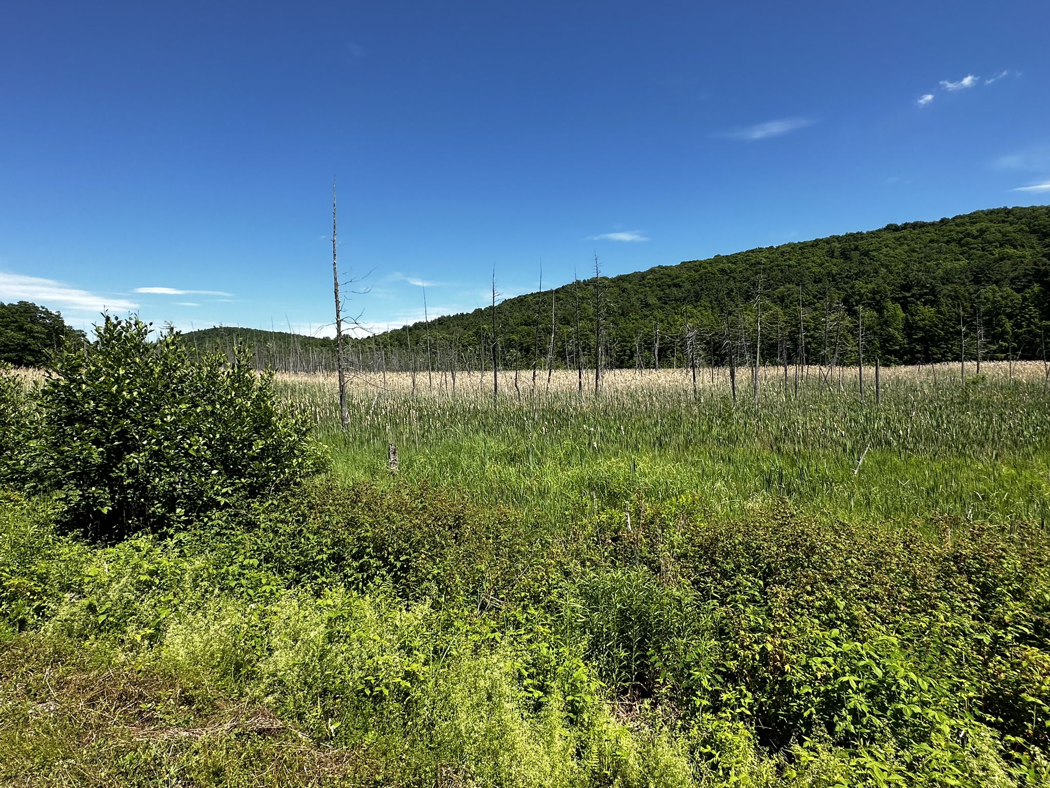 Sunny marshland with tall grasses, dead trees, and a distant green hill. - Missisquoi Valley Rail Trail loop from Greens Corners