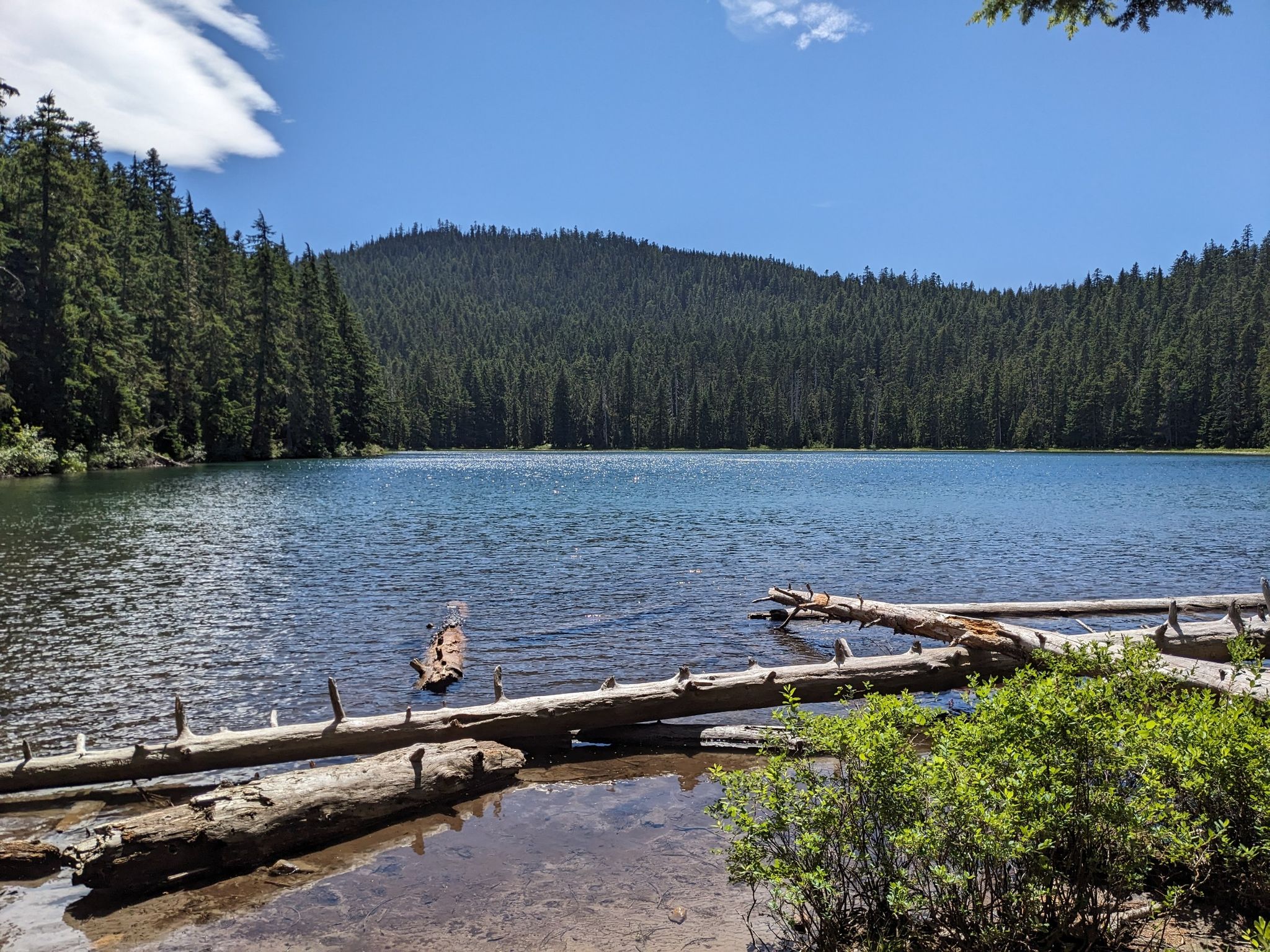 Clear lake with fallen logs, surrounded by dense green forest under blue sky. - Frog Lake Butte Twin Lakes Loop