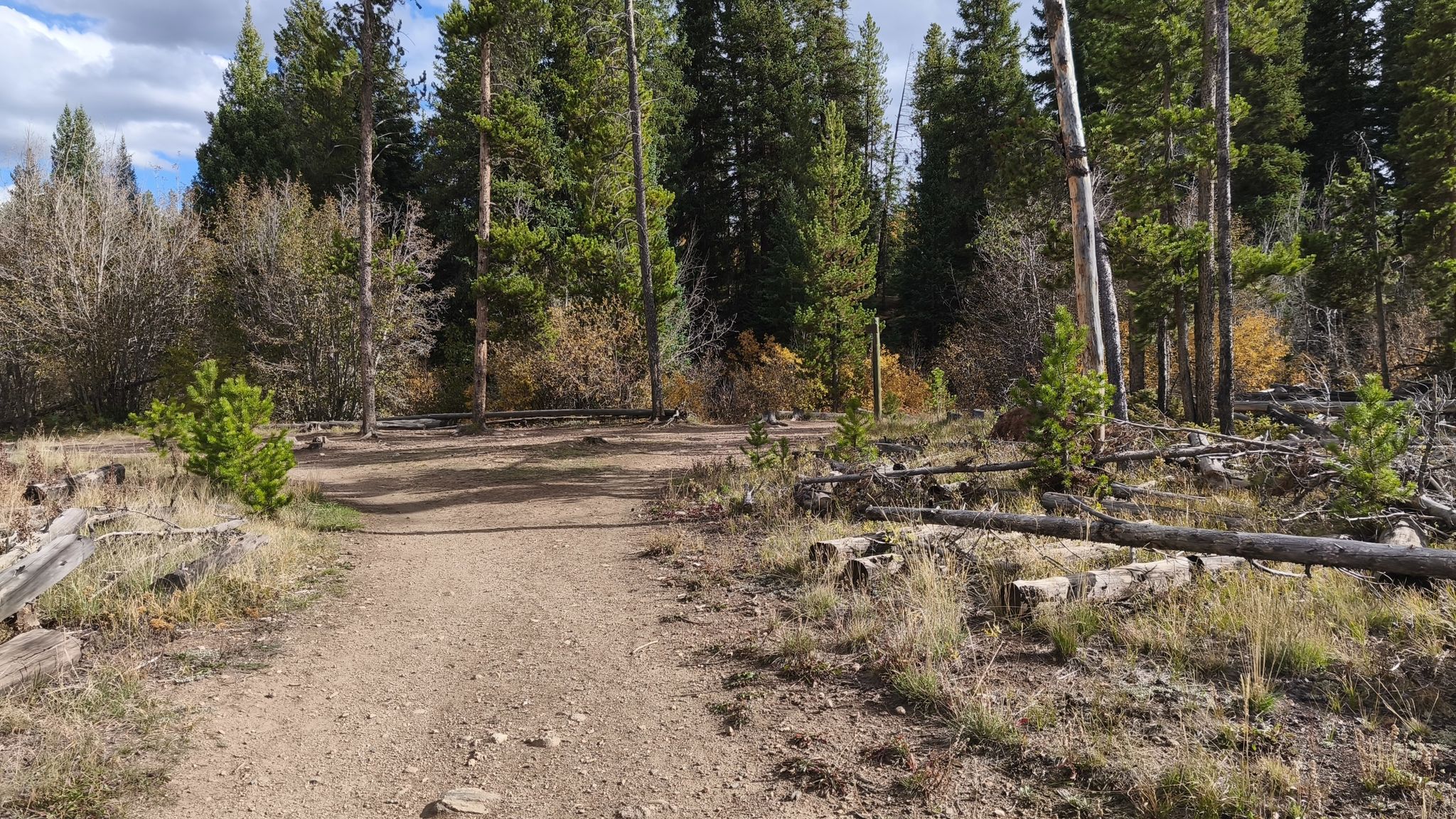 A dirt path leads into a sun-dappled pine forest with fallen logs. - Creekside and Flume Loop