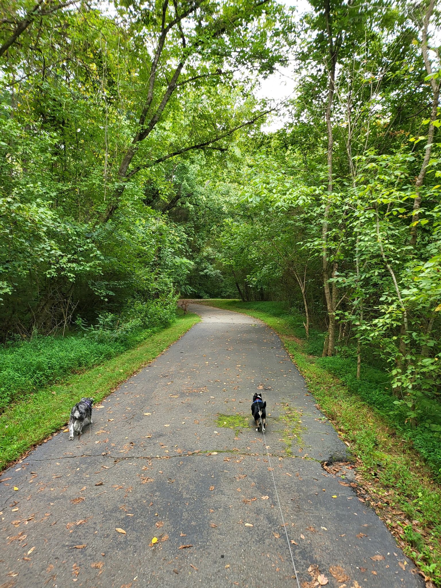 Two dogs walk on a paved path through a dense green forest. - Torrence Creek Greenway