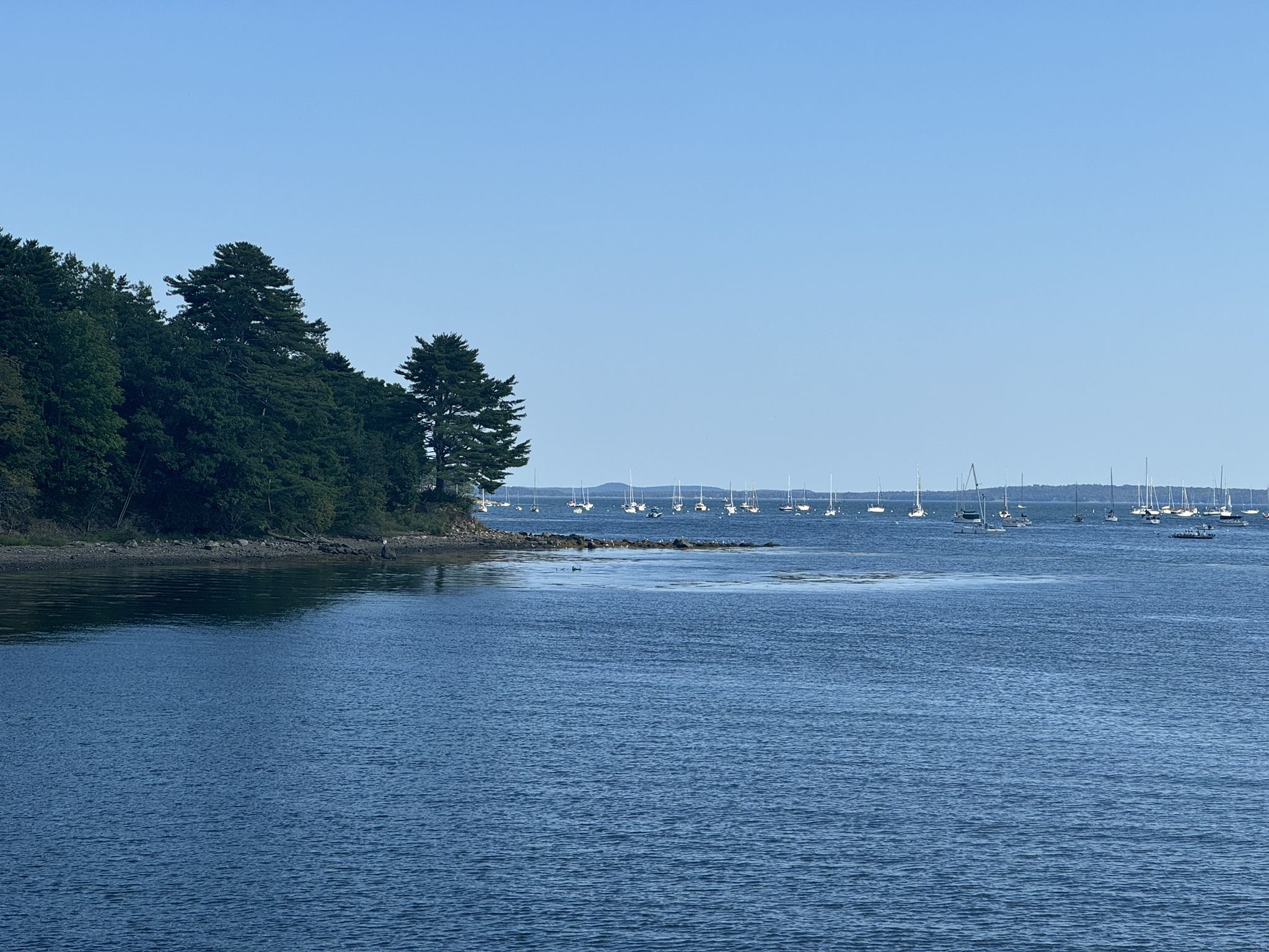 Calm blue water with a forested shore and distant sailboats under a clear sky. - Belfast to Swan Lake & Brooks, Maine loop