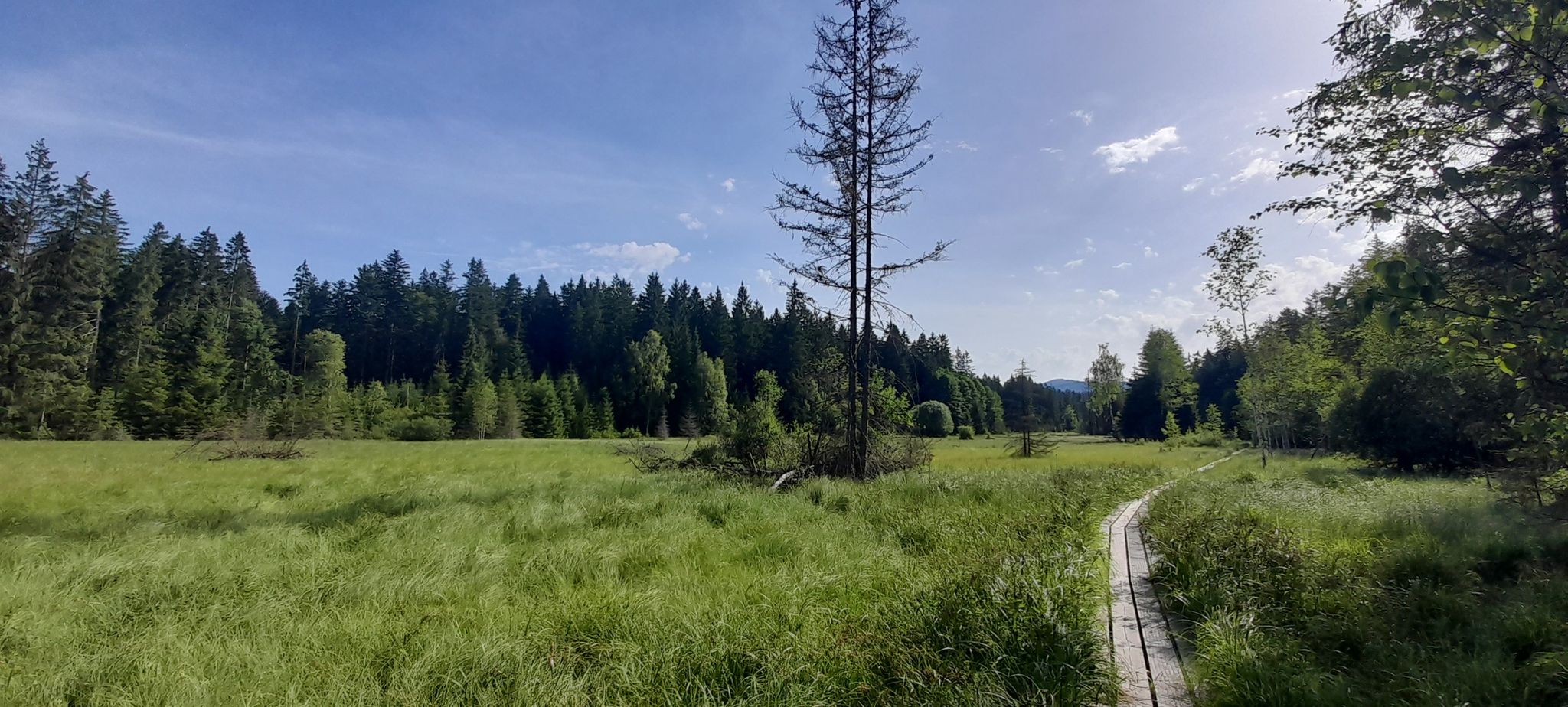 Blick übers Moor