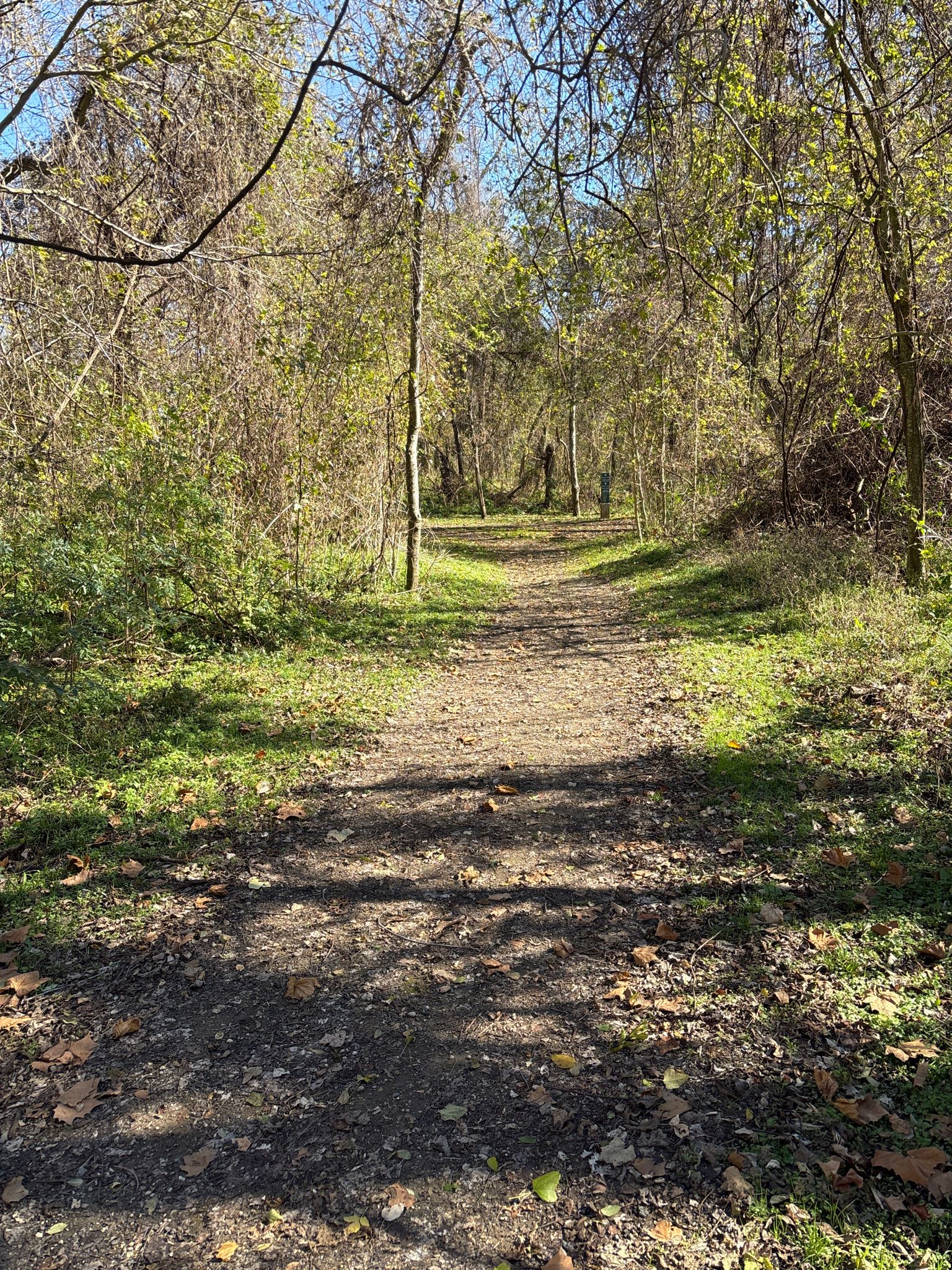 A sunlit dirt path winds through a wooded area with green undergrowth. - Brazos River Trail Loop
