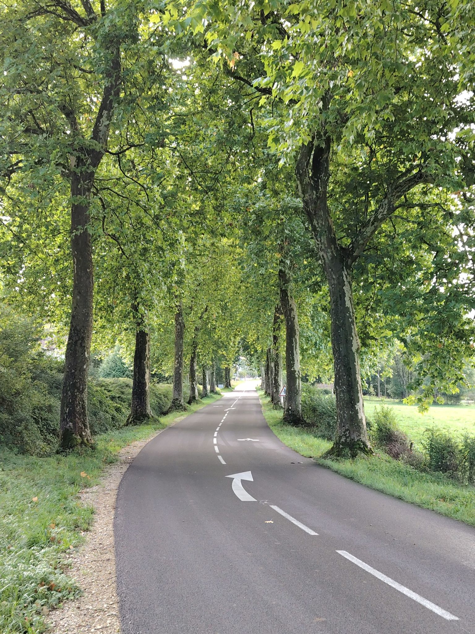 allée de platanes ❤️