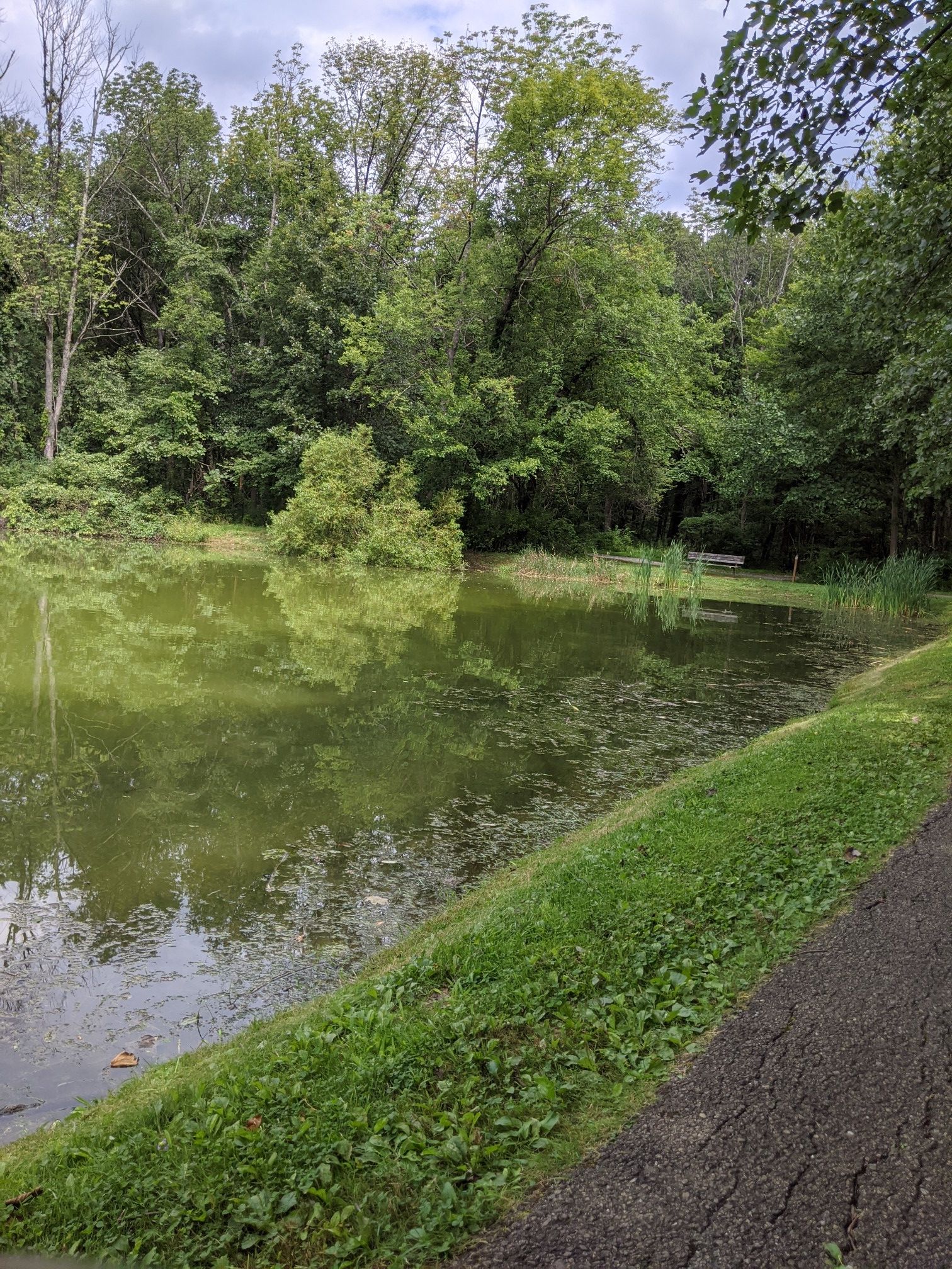 Overcast view of a green pond, dense trees, and paved path. - Brundage Park Loop
