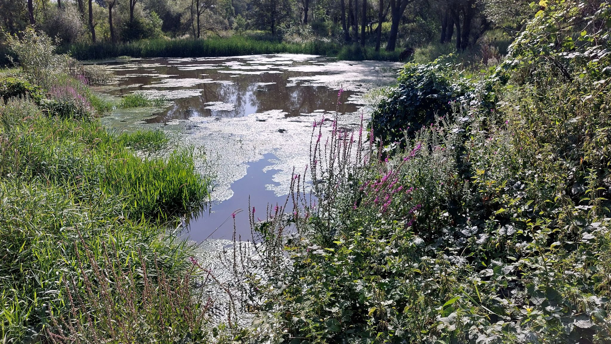 bassa