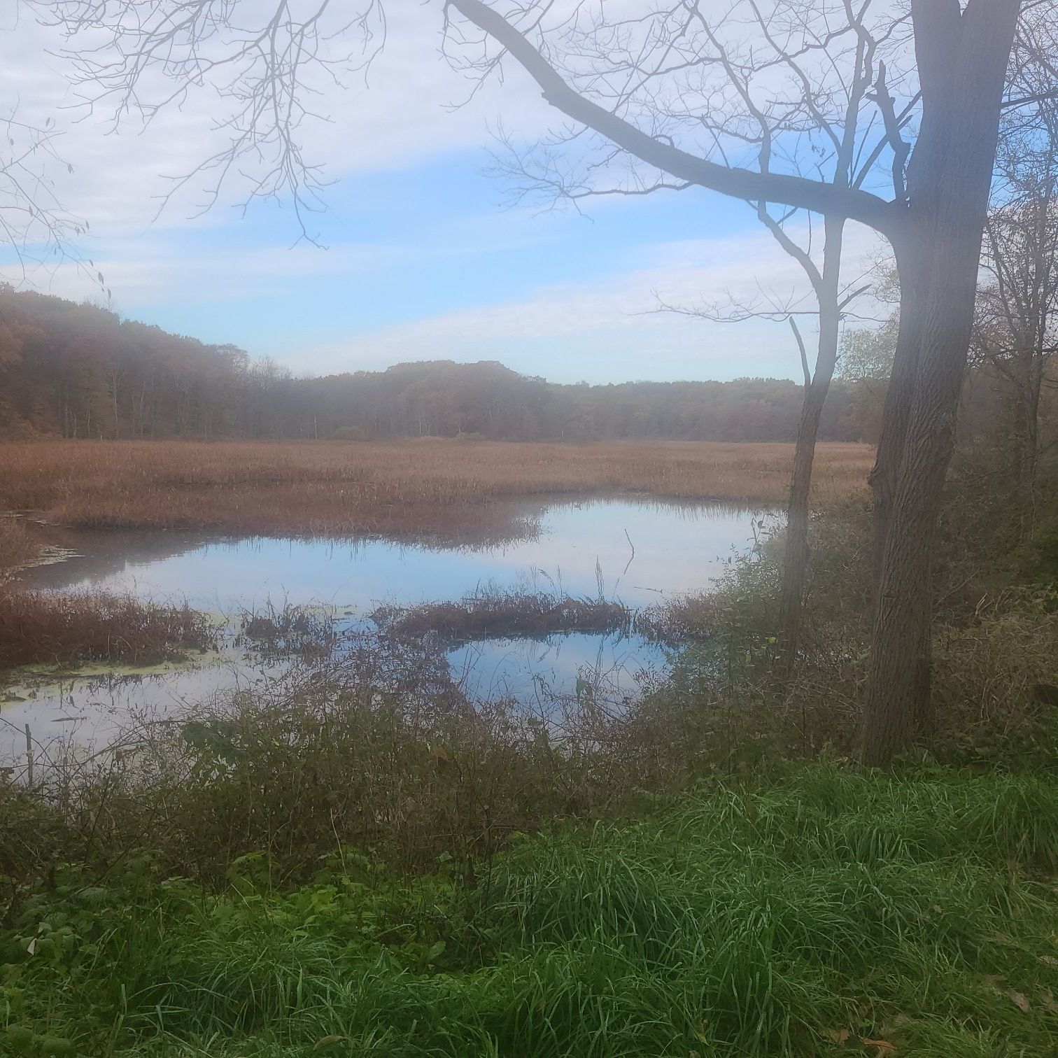 Wetland with reflective water, brown reeds, and bare trees under a partly cloudy sky. - Al Sabo Preserve loop from Arthur and Mildred Woollam Nature Preserve