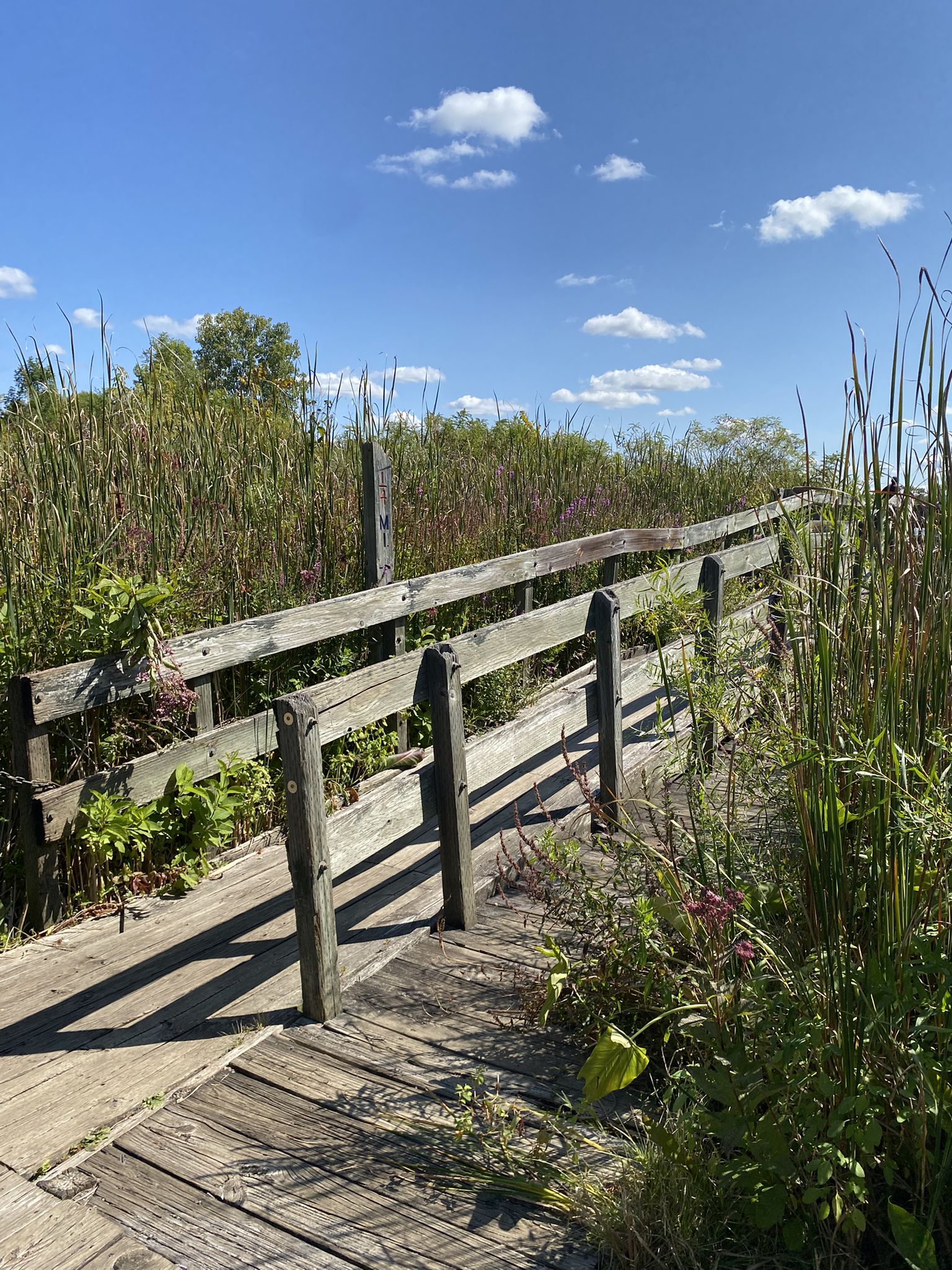 Wooden boardwalk through tall green reeds under a bright blue sky. - Parker Mill County Park – Ford Lake Wetlands Boardwalk loop from Ypsilanti