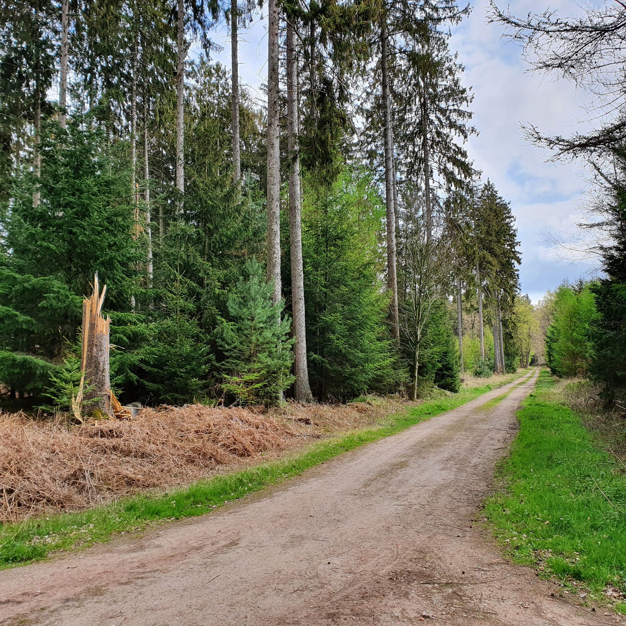 Durch den Sachsenwald zurück