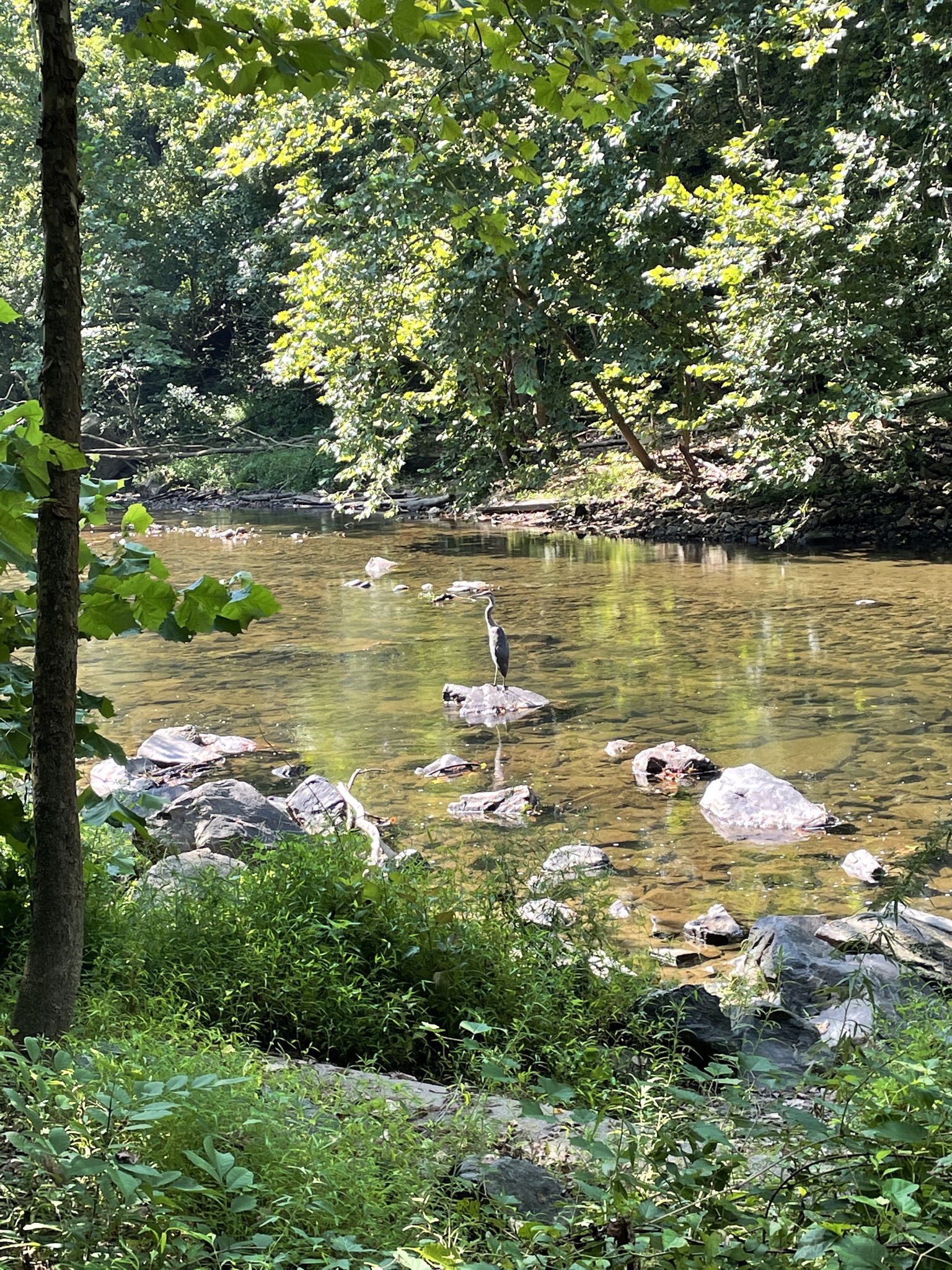 A heron stands on a rock in a clear, shallow river surrounded by green foliage. - Vineyard Spring Trailhead – Saw Mill Branch Tunnel loop from University of Maryland Baltimore County