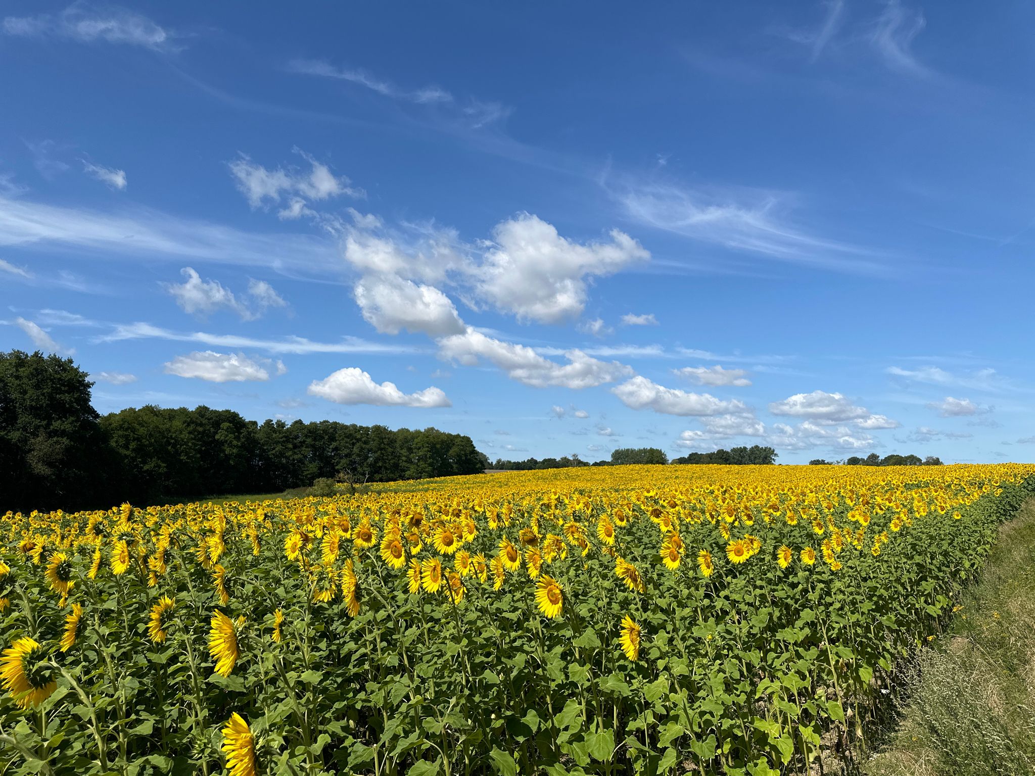 Sonnenblumen zwischen Plauerhagen und Penzlin