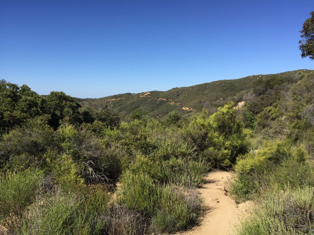 Dirt path through dense green brush, leading to distant hills. - Sitton Peak via Bear Canyon and Bear Ridge Loop