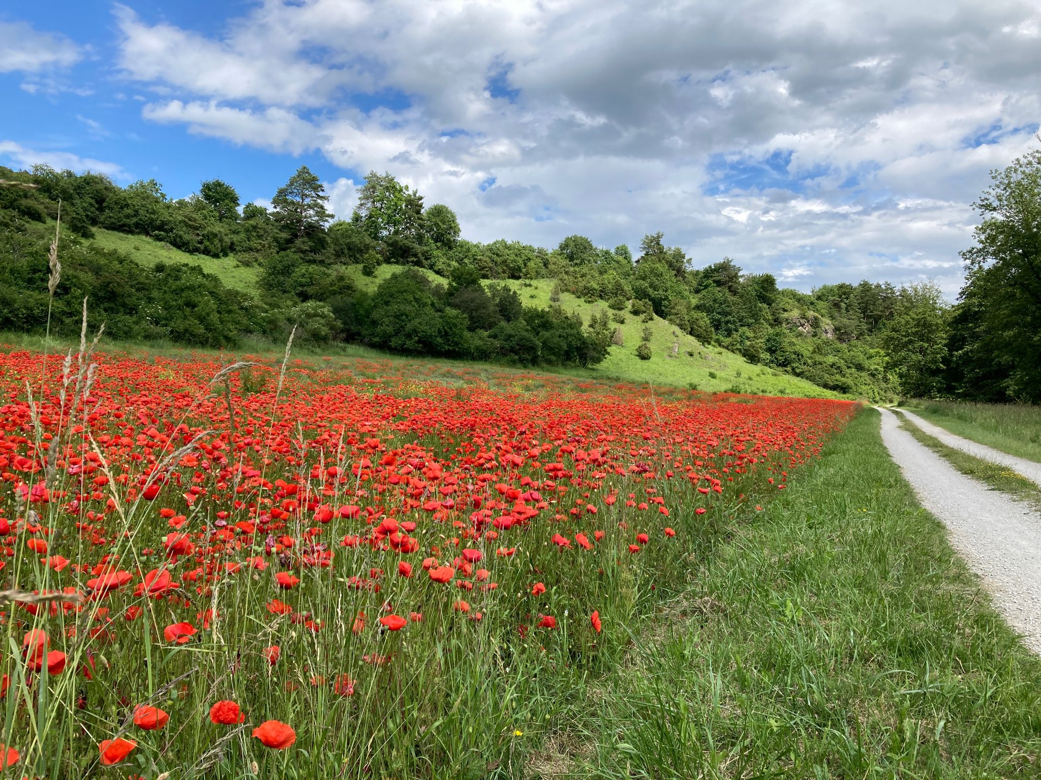 so scheeee der Mohn