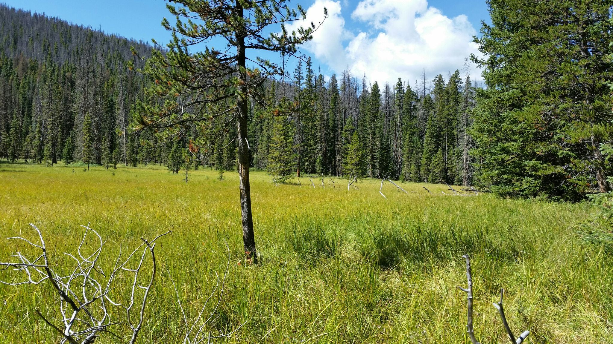 Expansive green meadow with scattered trees, dense forest, under a cloudy sky. - Green Mountain and Onahu Creek Trail Loop