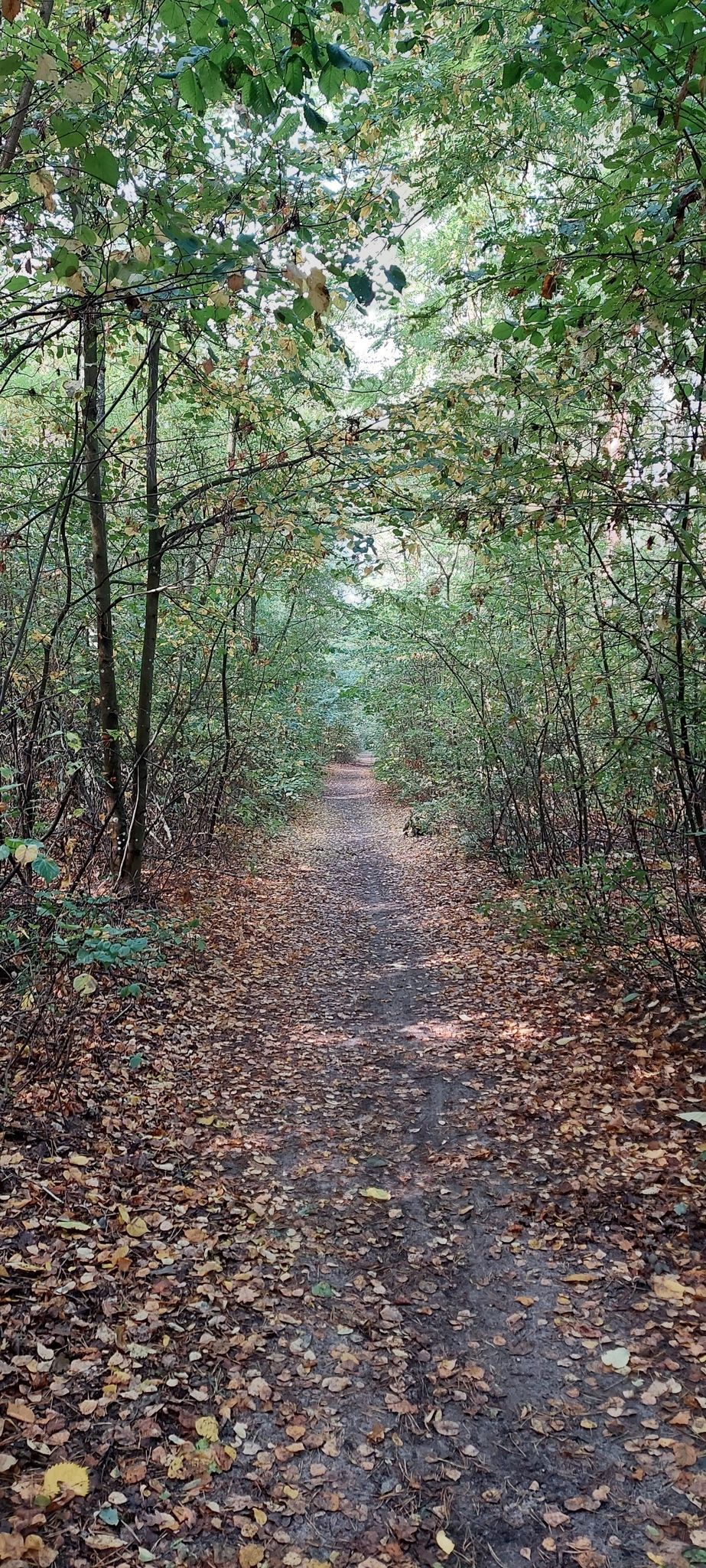 Autumn singletrack