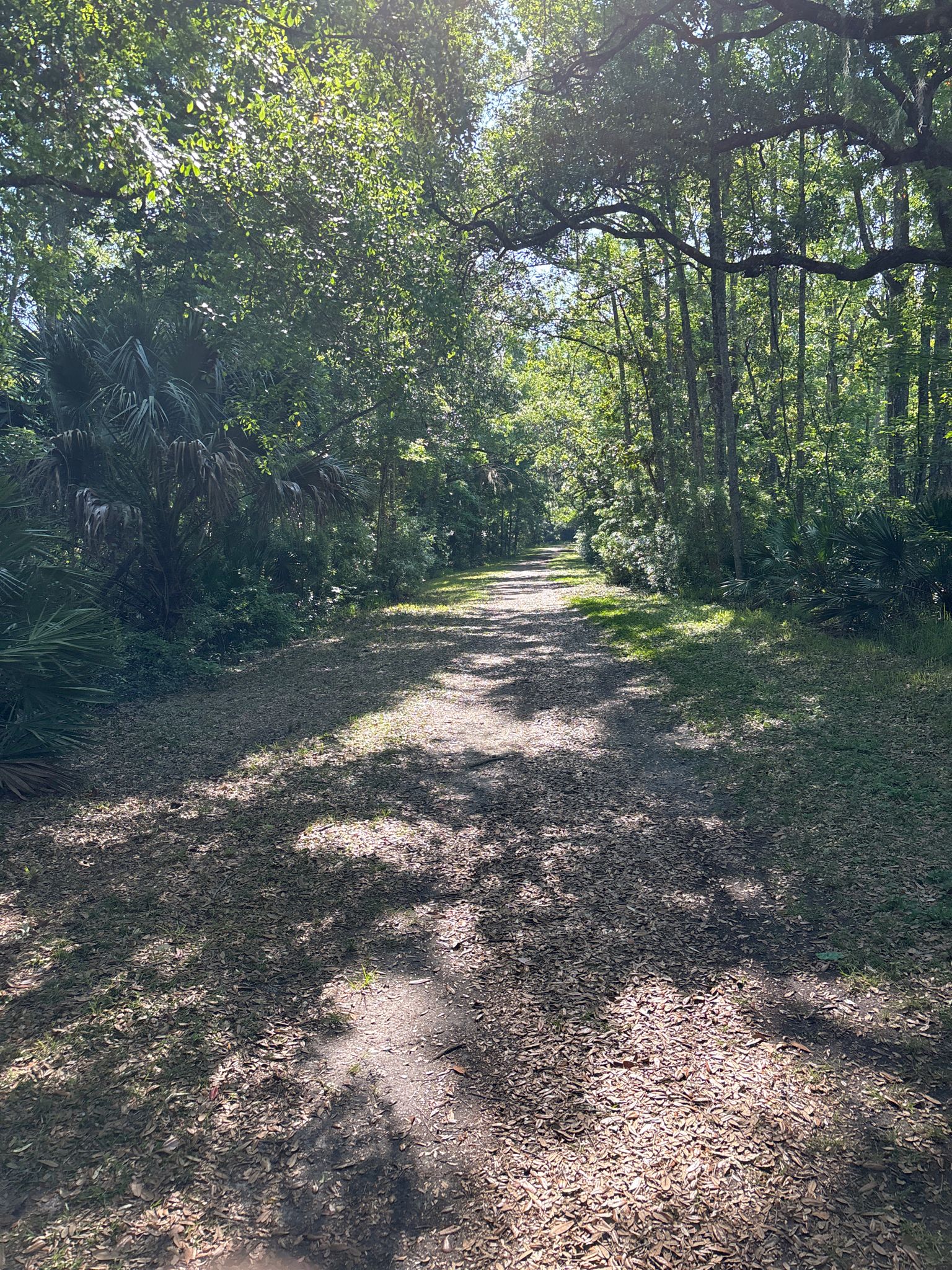 A sun-dappled dirt path winds through a dense green forest on a bright day. - Nocatee Preserve Trail